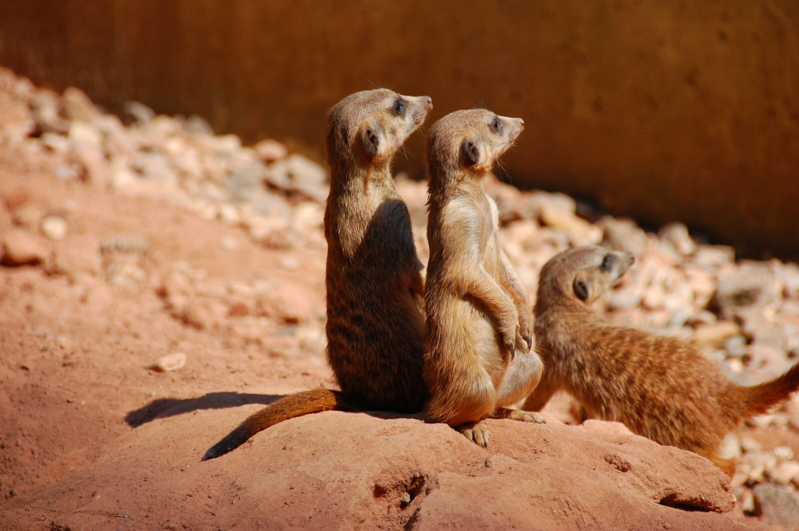 Nikon D40 sample photo. Meerkat, cute, animal photography