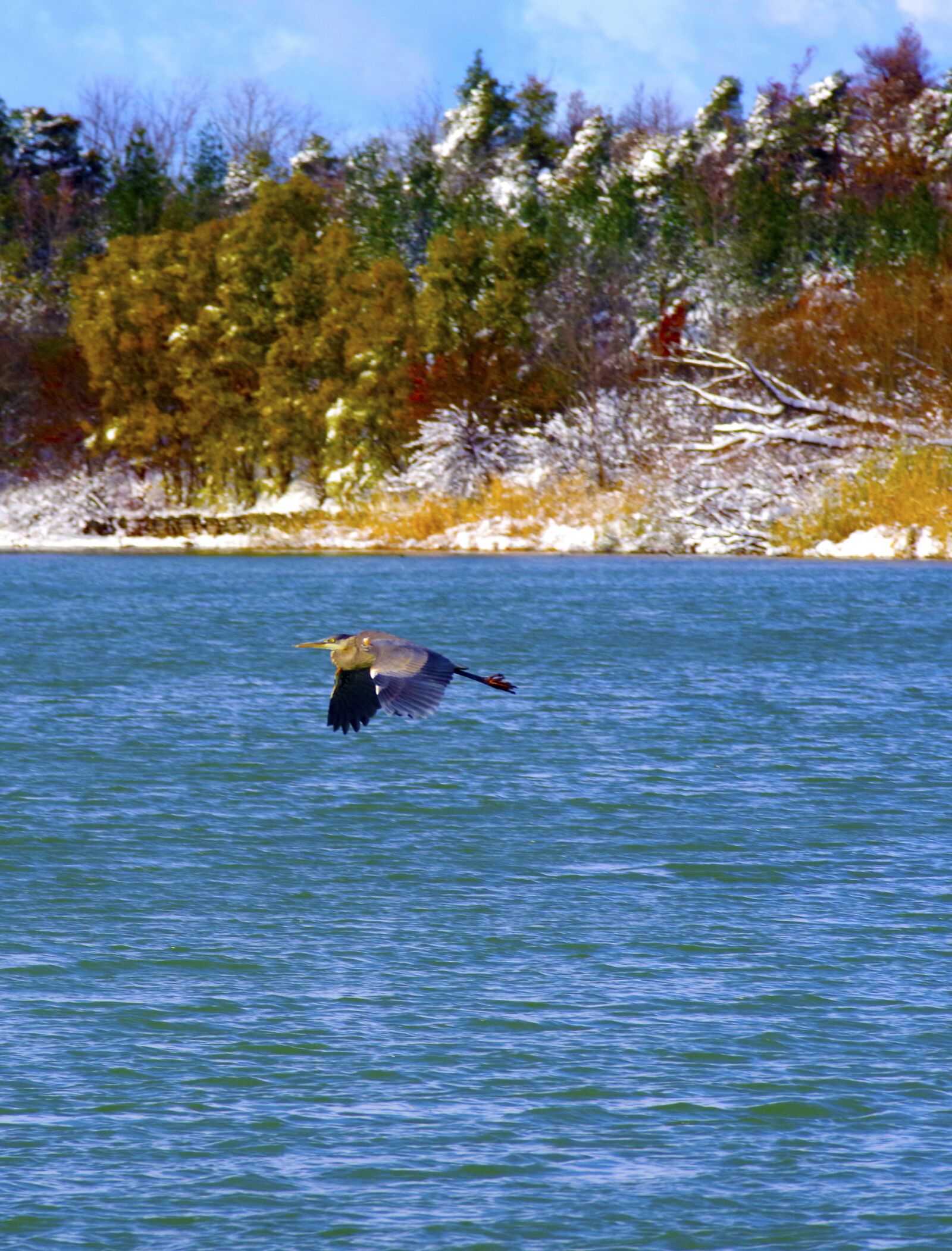 Pentax K-70 sample photo. Blue heron, bird, heron photography