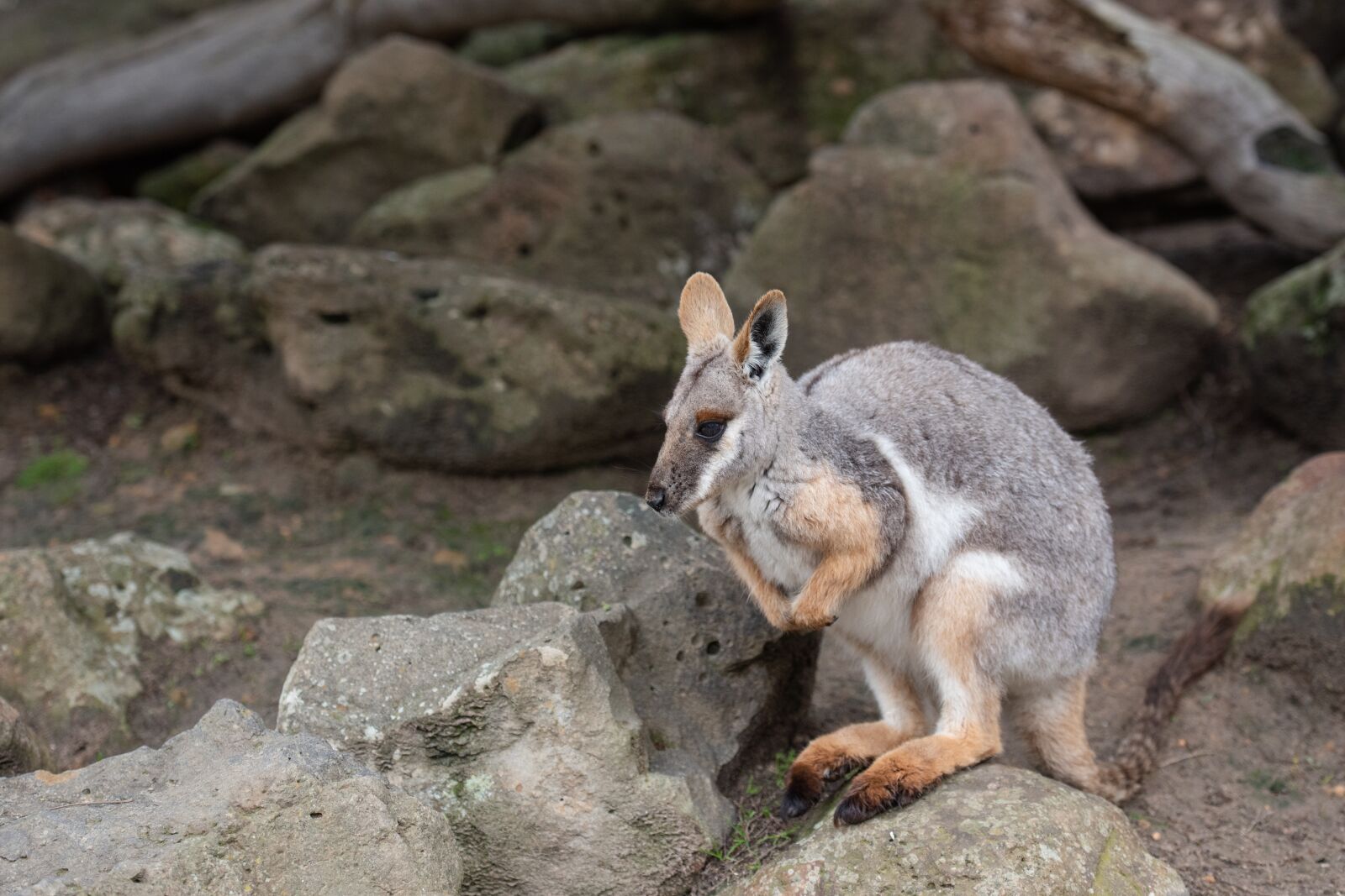 Nikon D750 sample photo. Yellow-footed rock-wallaby, wallaby, macropod photography