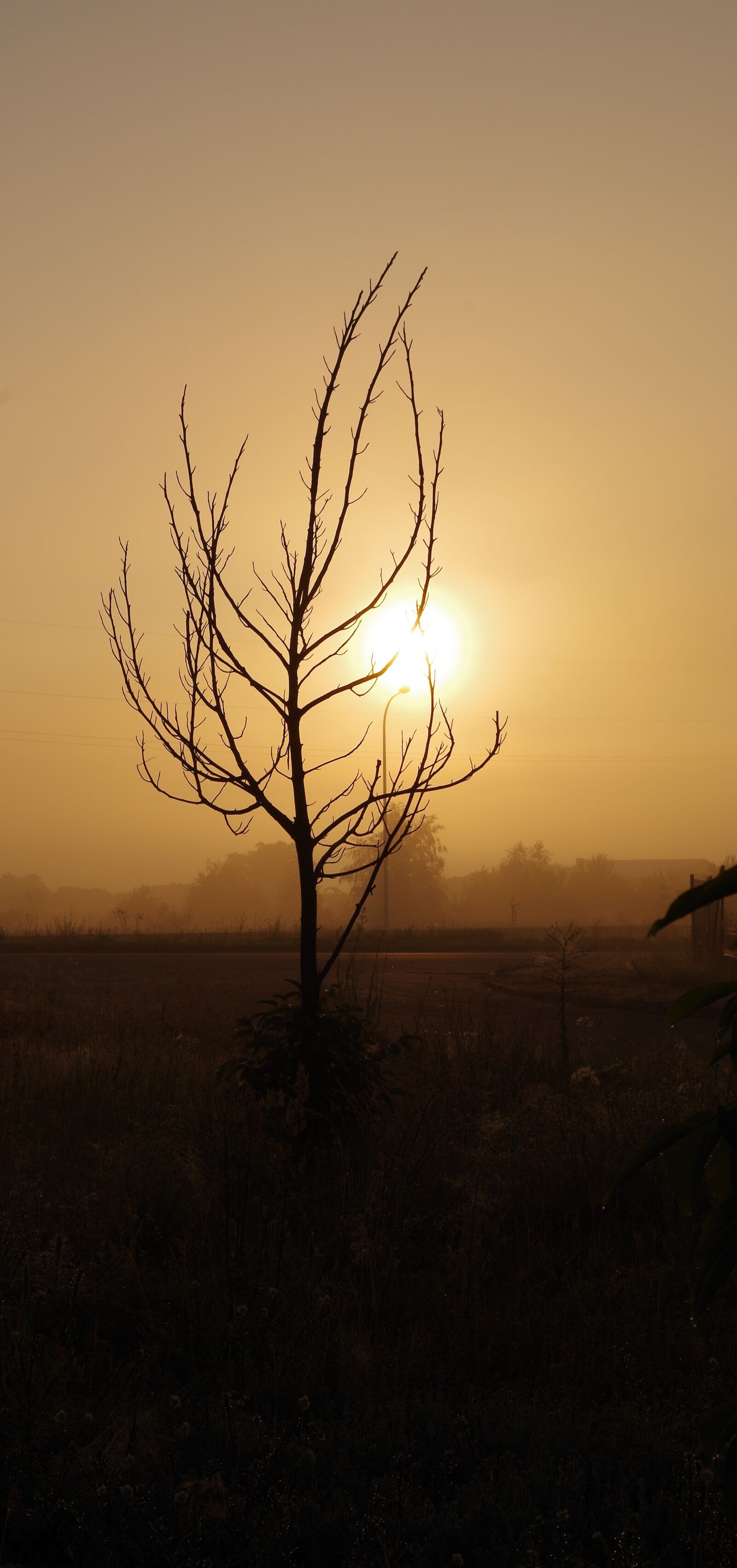 Pentax K-50 sample photo. Sunrise, tree without leaves photography
