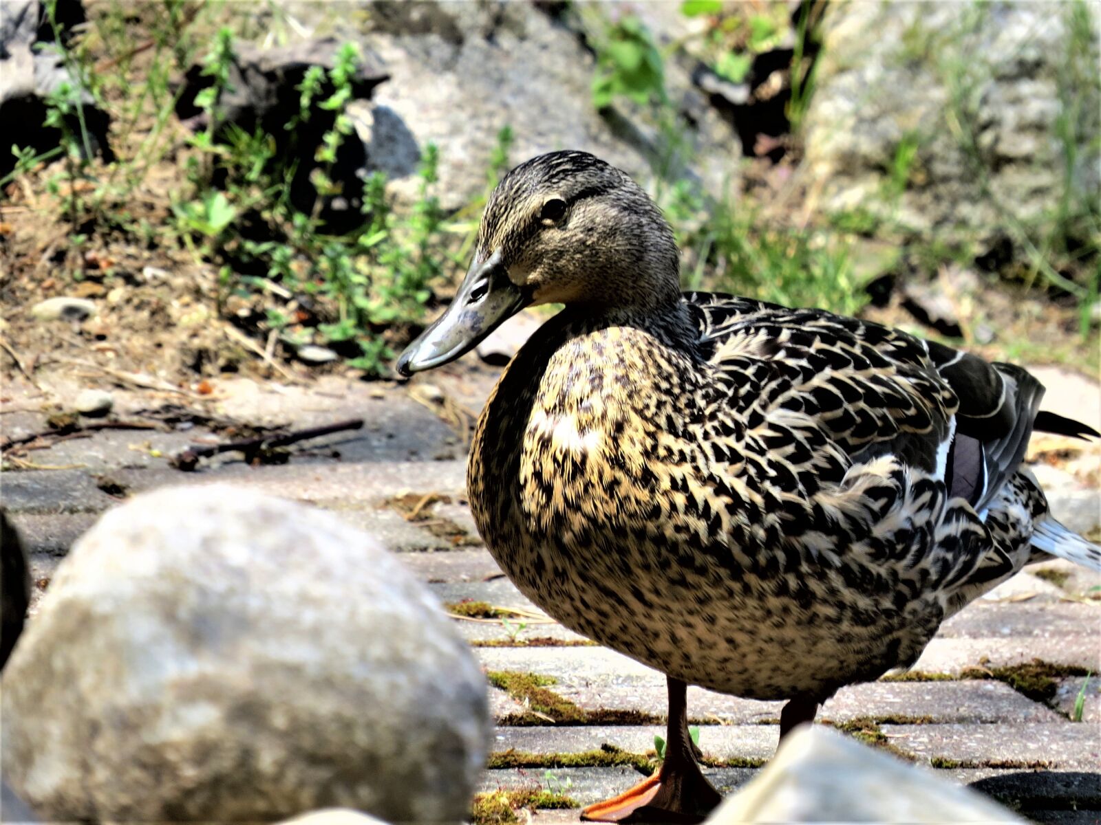 Canon PowerShot SX50 HS sample photo. Duck, mallard duck, female photography