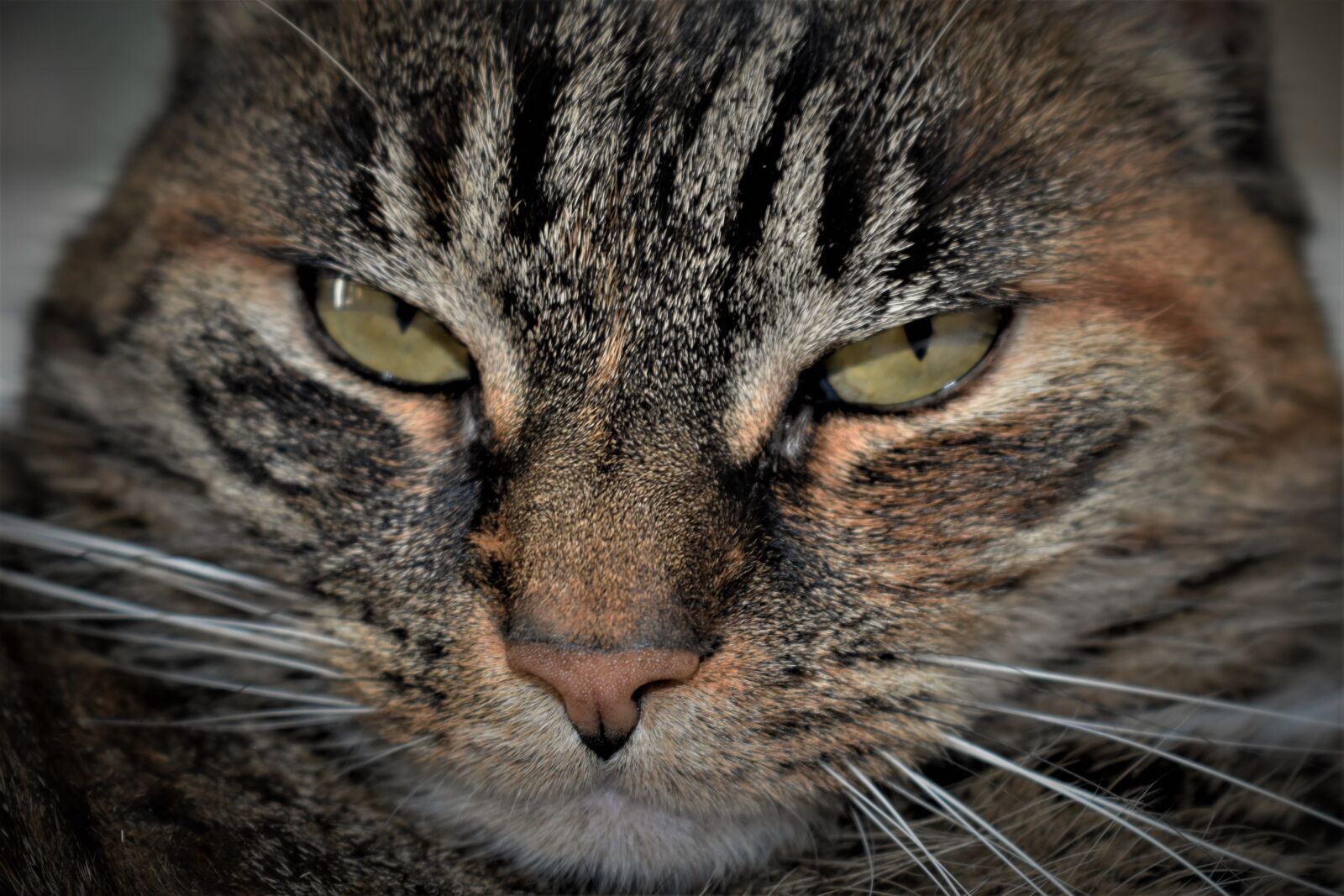Nikon D5500 sample photo. Cat, pet, mackerel photography