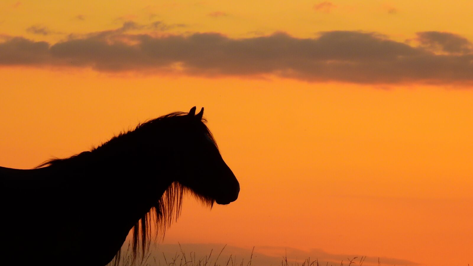 Nikon Coolpix P900 sample photo. The horse, sky, view photography