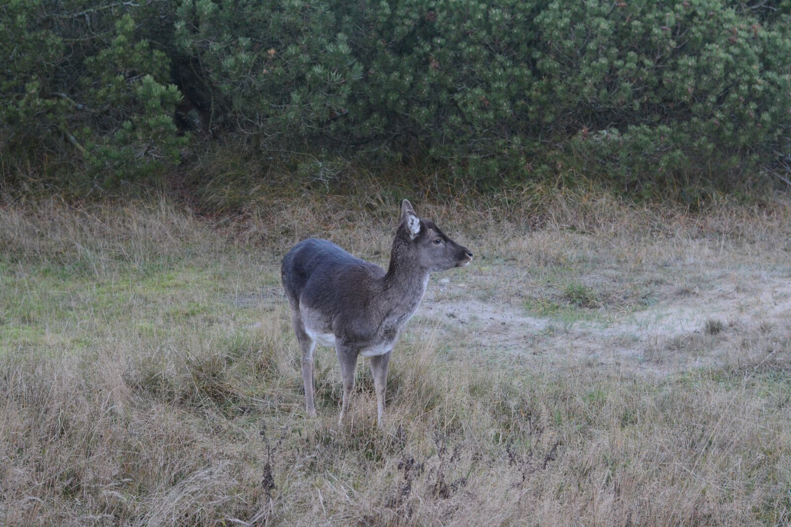 Nikon D7100 sample photo. Deer, nature, expensive photography