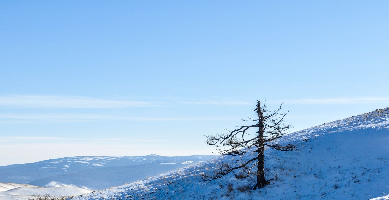 Nikon D90 sample photo. Mountain, tree, single photography