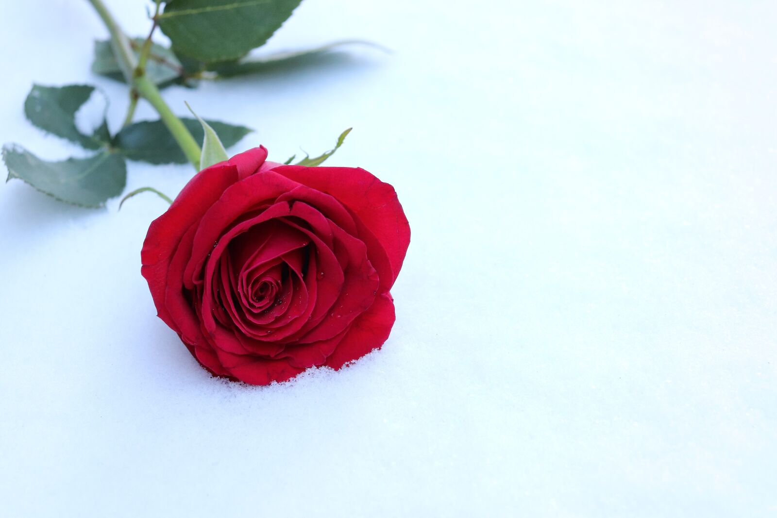 Canon EOS 200D (EOS Rebel SL2 / EOS Kiss X9) sample photo. Red rose in snow photography