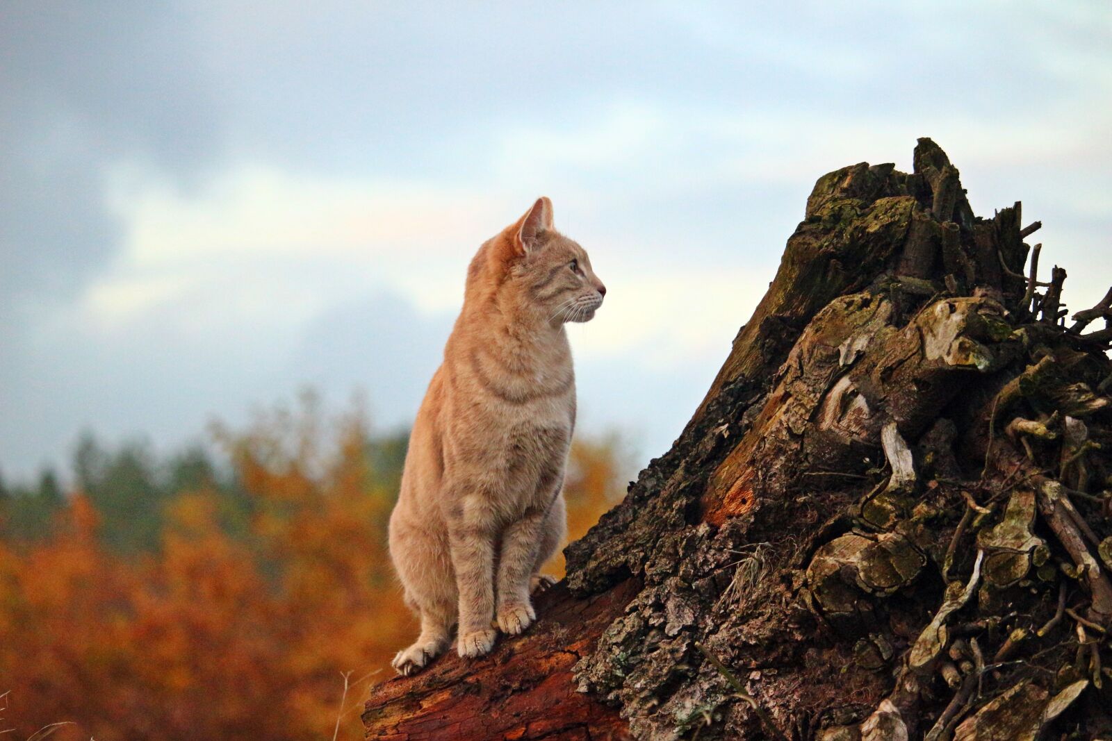 Canon EOS 100D (EOS Rebel SL1 / EOS Kiss X7) sample photo. Cat, mieze, tiger cat photography