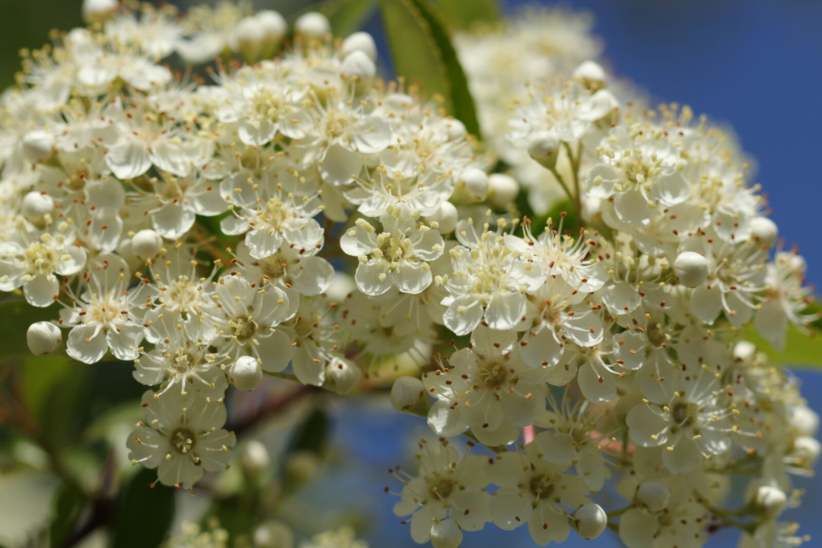 Canon EF 100mm F2.8L Macro IS USM sample photo. Pyracantha, bush, hague photography