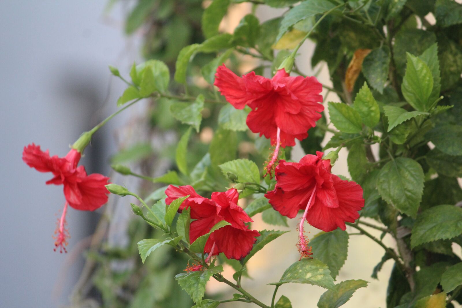 Canon EOS 1200D (EOS Rebel T5 / EOS Kiss X70 / EOS Hi) sample photo. Hibiscus, china rose, flower photography