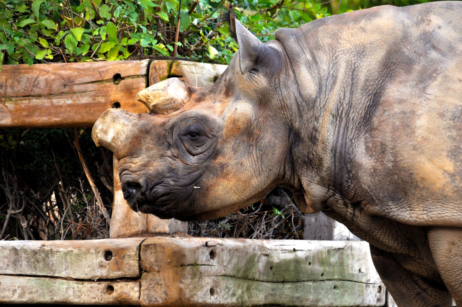 Nikon D90 sample photo. Rhino, zoo, skull photography