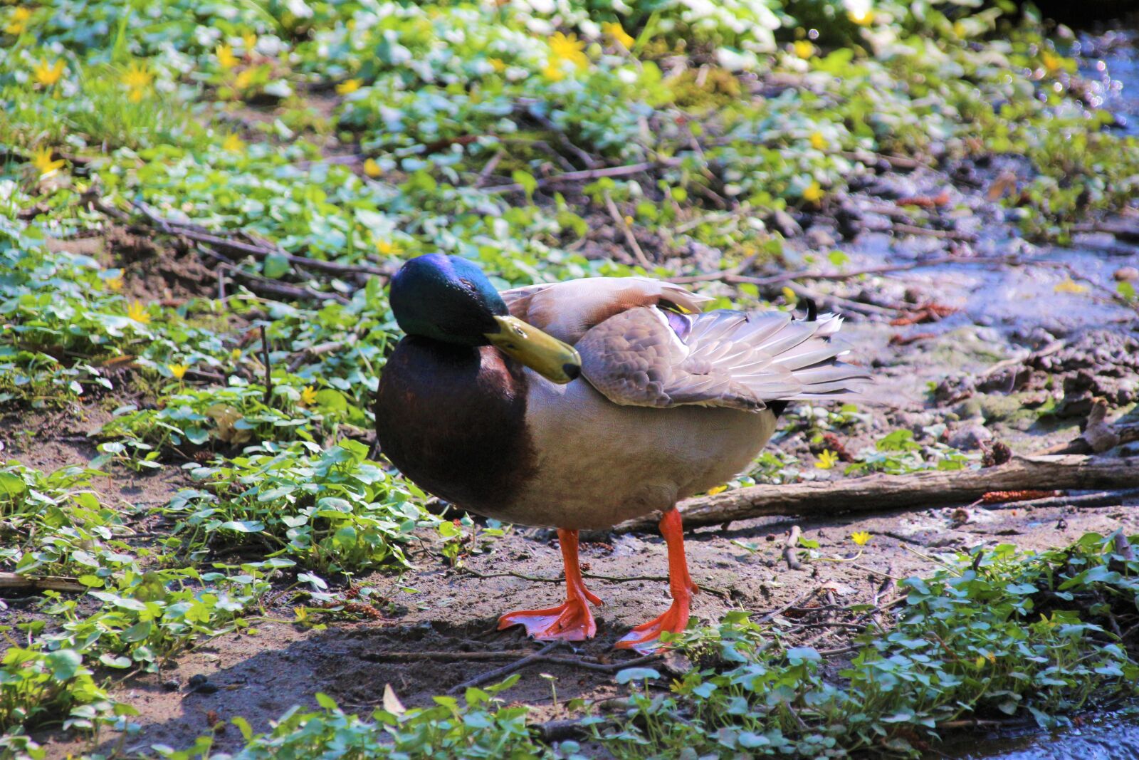 Canon EOS 700D (EOS Rebel T5i / EOS Kiss X7i) sample photo. Duck, water, bird photography