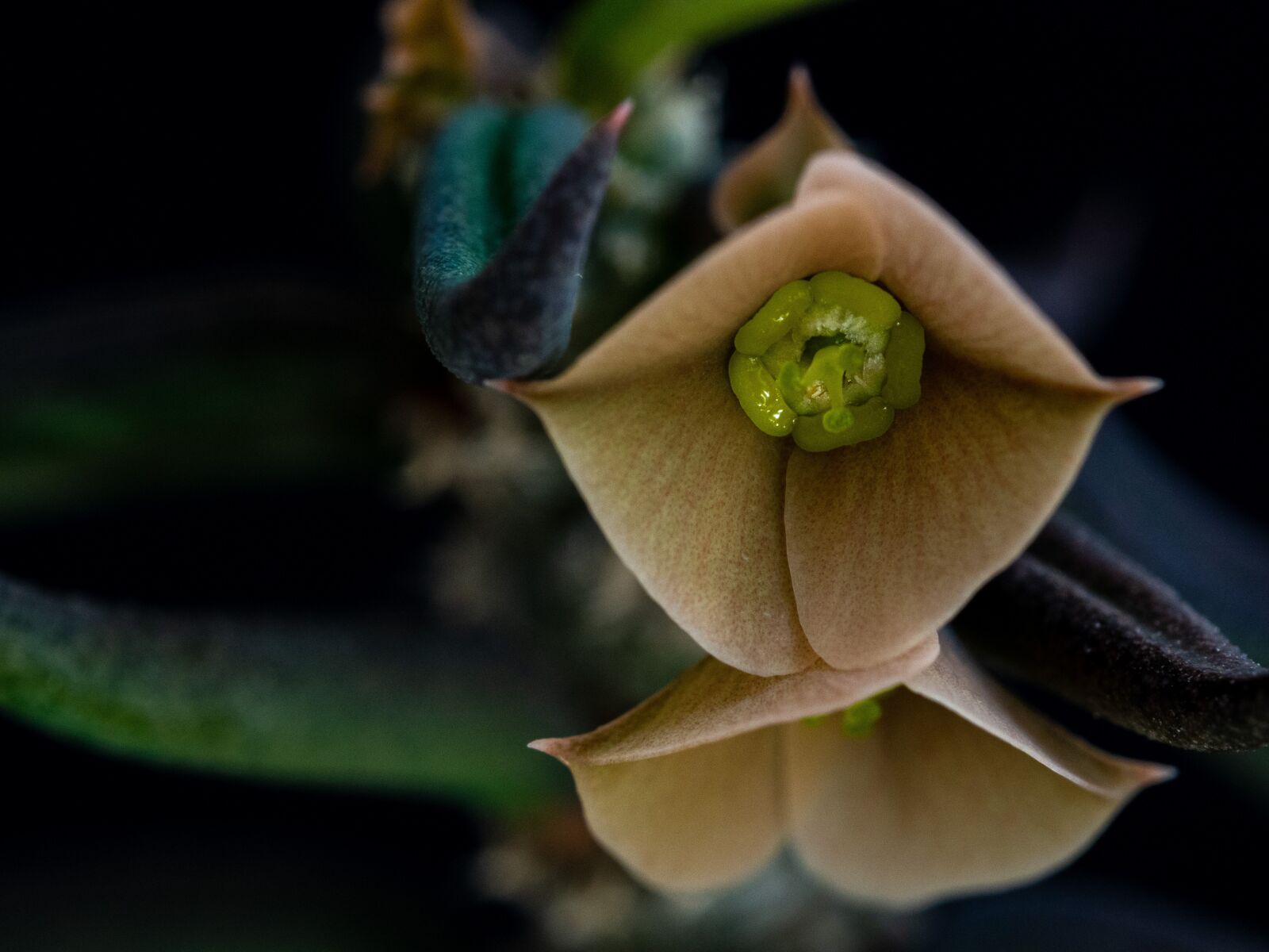 Olympus OM-D E-M10 III sample photo. Sukulent, flower, retail photography