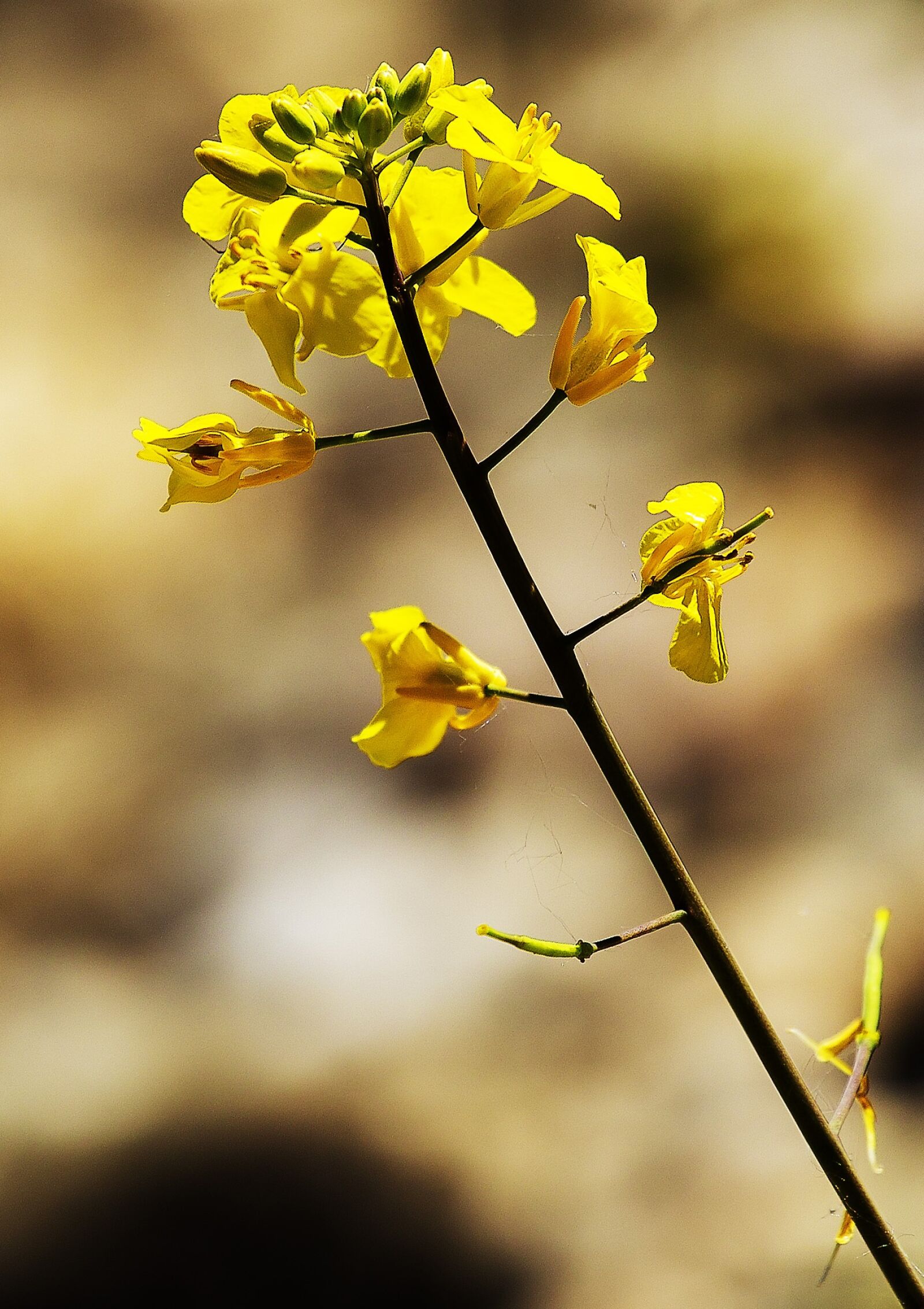 Canon EOS 6D + Canon EF 70-200mm F4L USM sample photo. Flower, yellow, nature photography