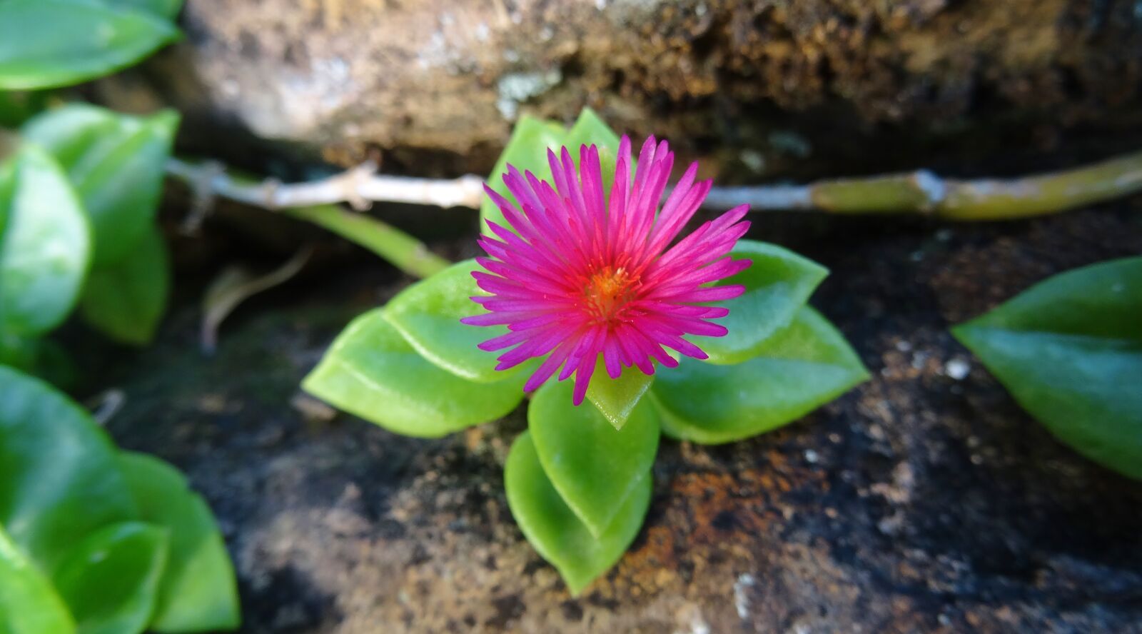 Sony Cyber-shot DSC-HX50V sample photo. Nature, flora, flower photography