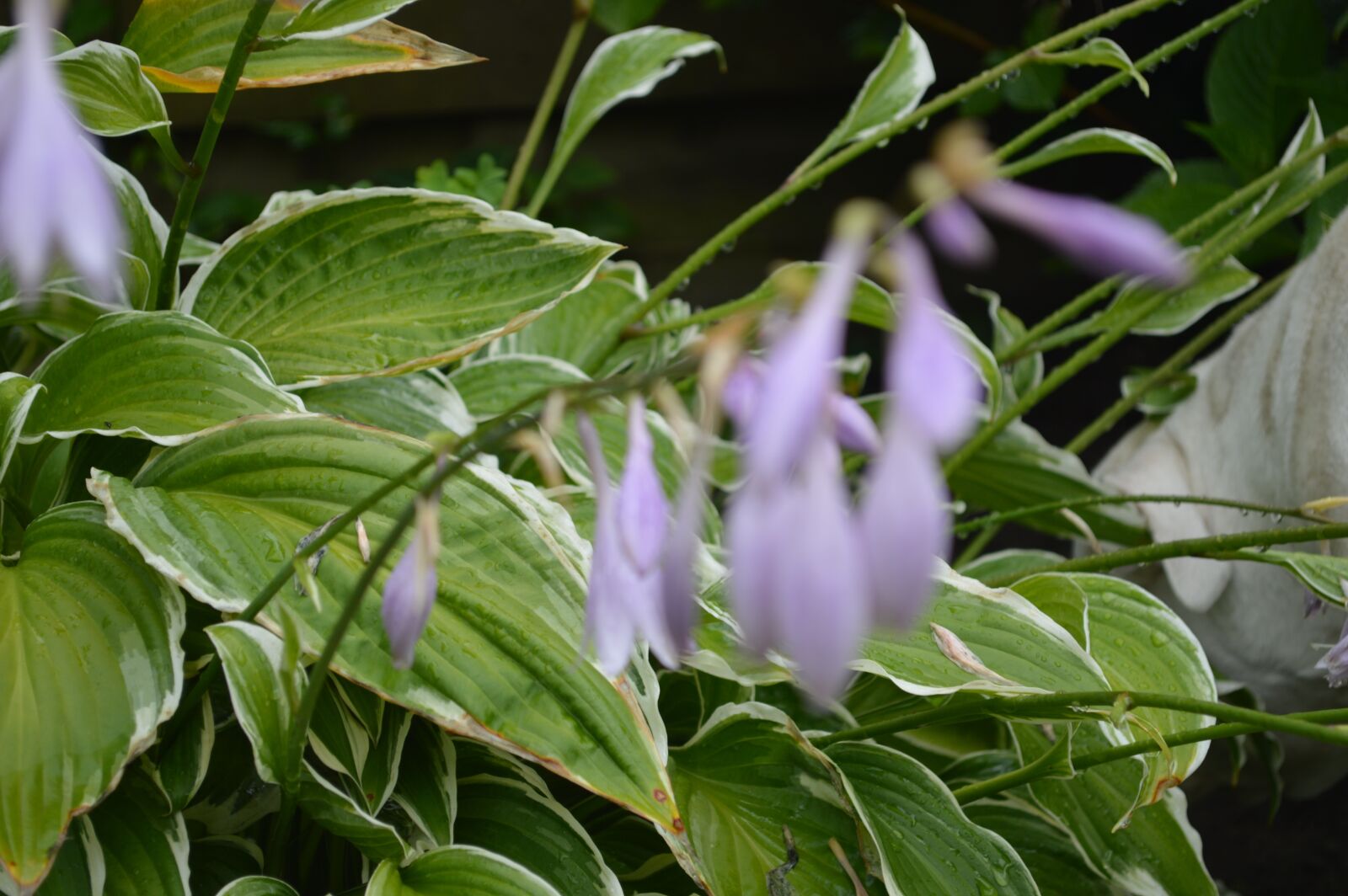 Nikon D3200 sample photo. Close, up, of, plants photography