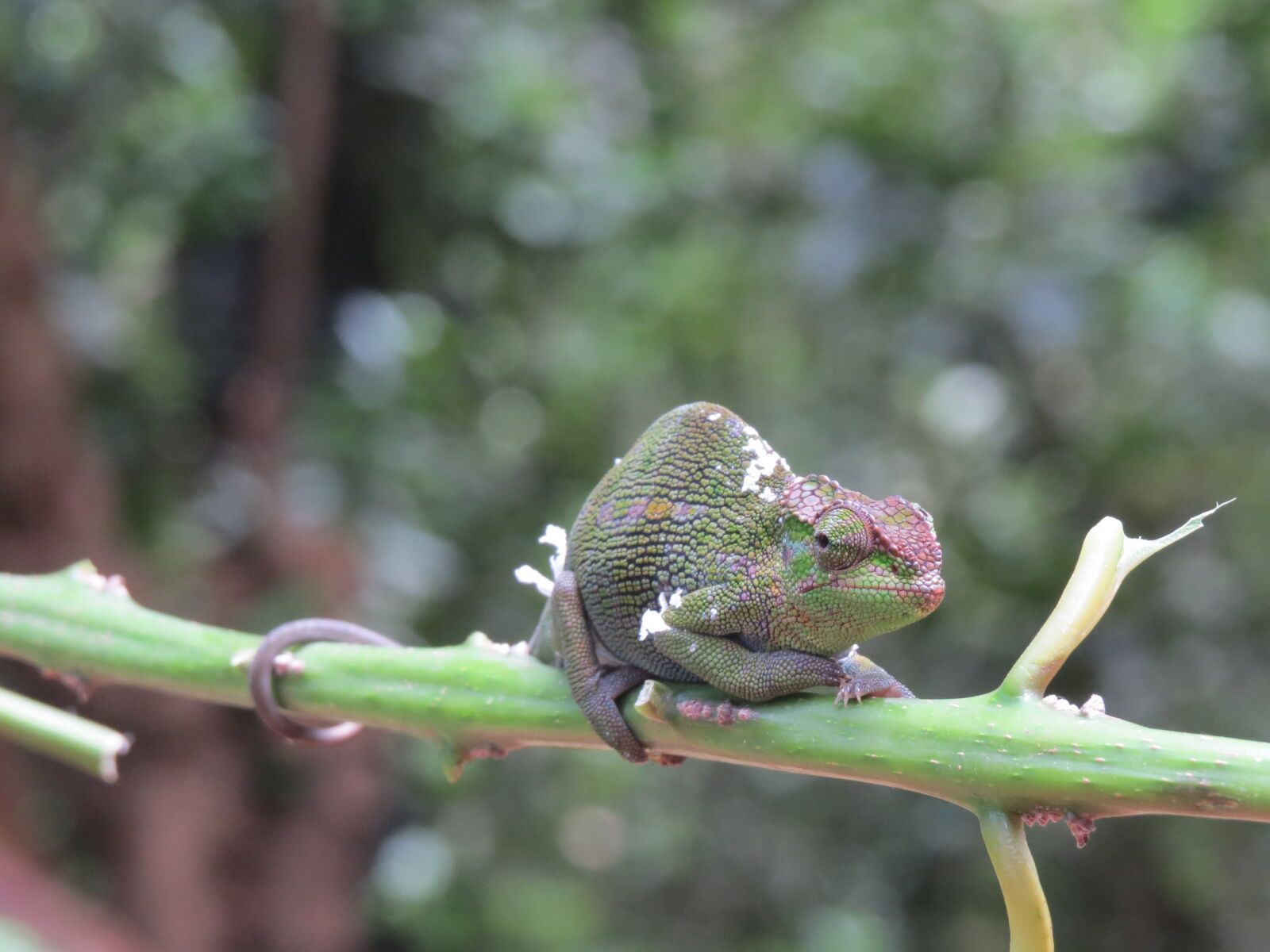 Canon PowerShot SX50 HS sample photo. Reptile, lizard, animal photography