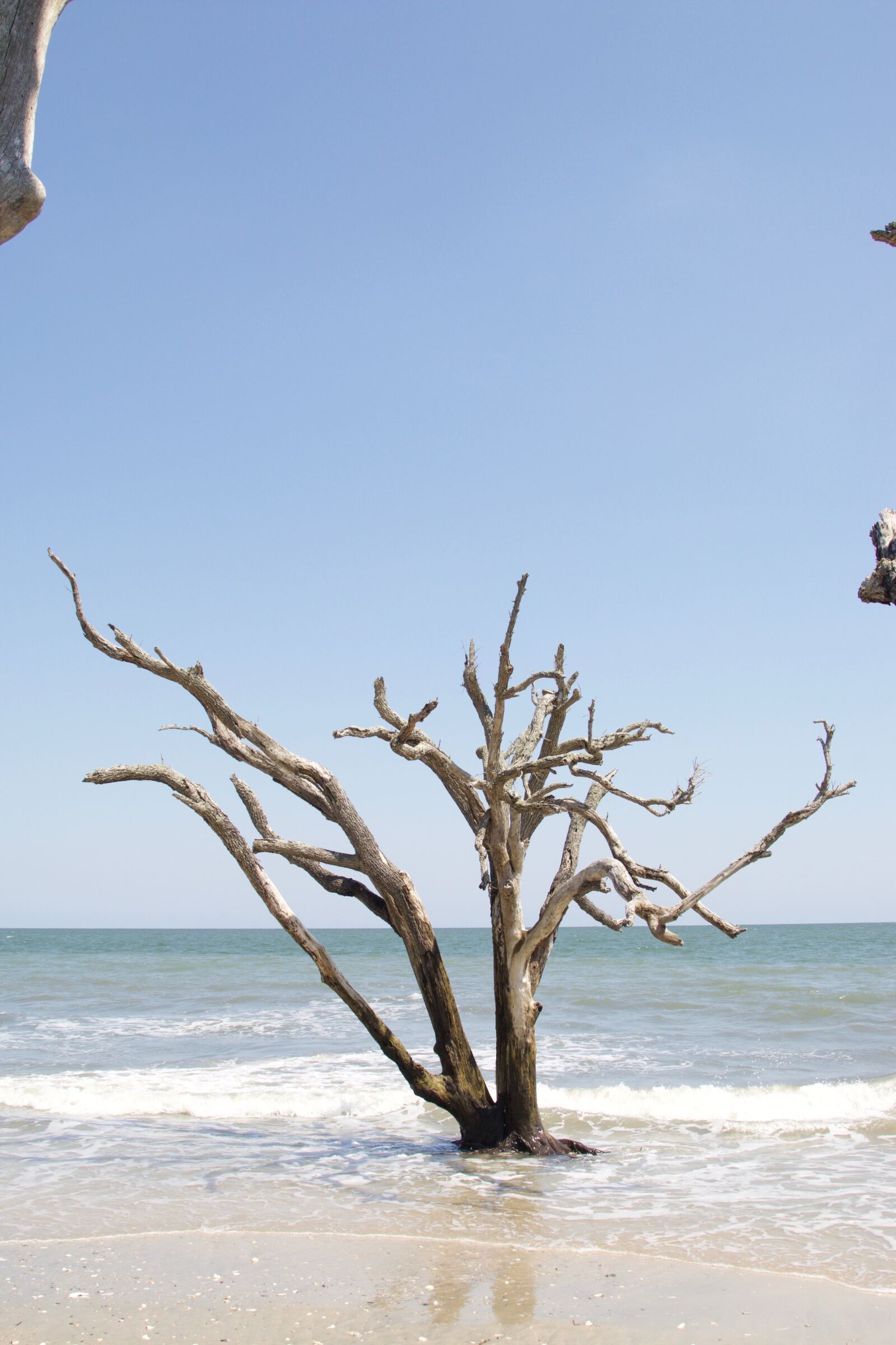 Canon EOS 70D + Canon EF 24-105mm F4L IS USM sample photo. Beach, edisto, south photography