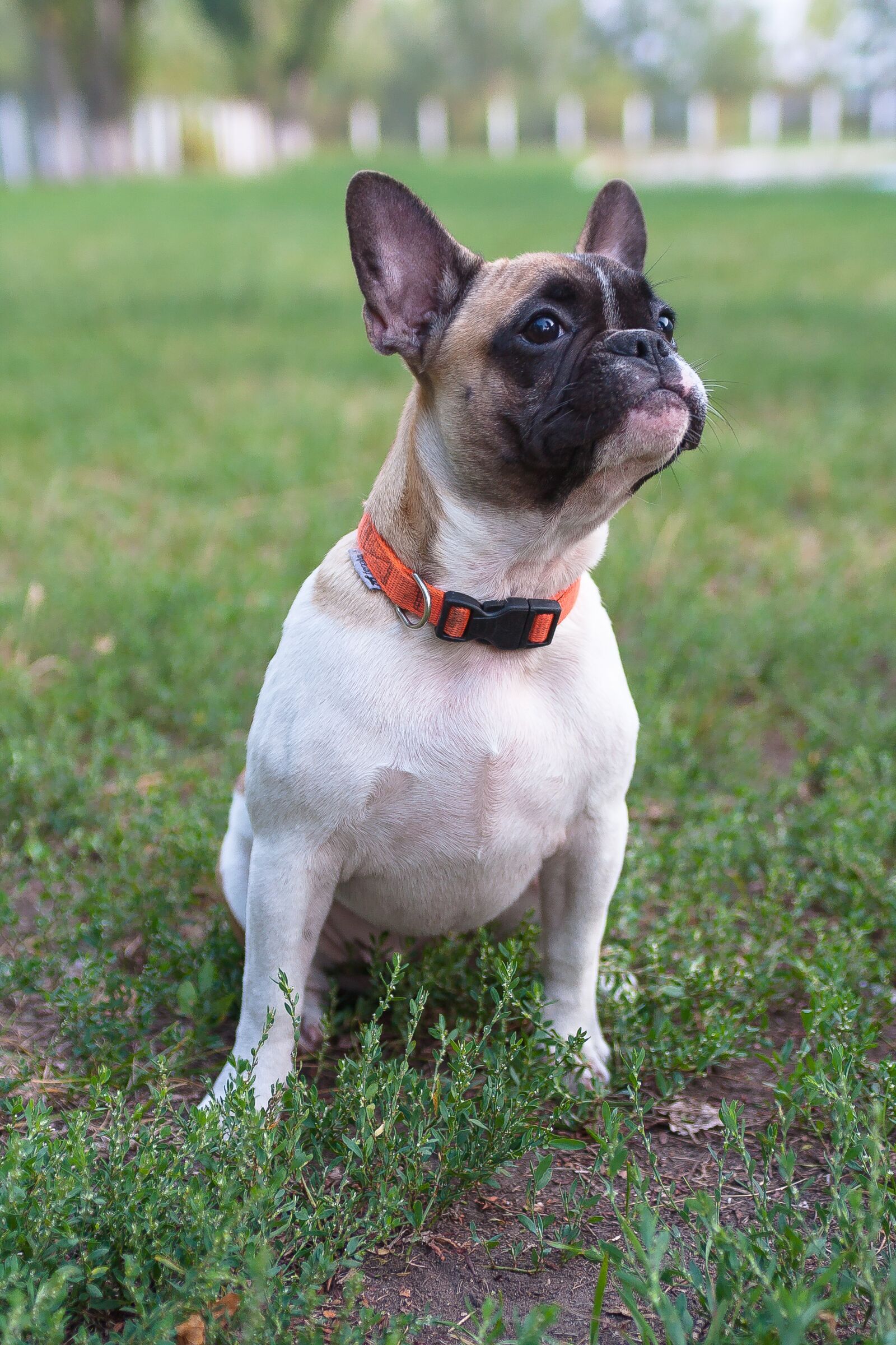 Canon EOS 40D sample photo. French bulldog, dog, cute photography