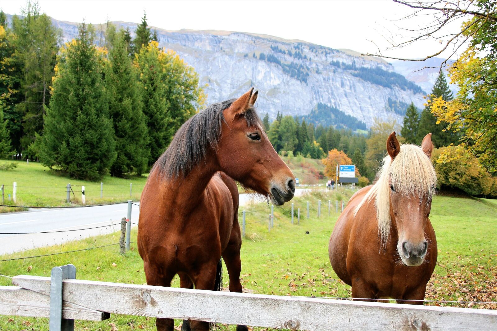 Canon EOS 400D (EOS Digital Rebel XTi / EOS Kiss Digital X) sample photo. Horses, catwalk, the hills photography