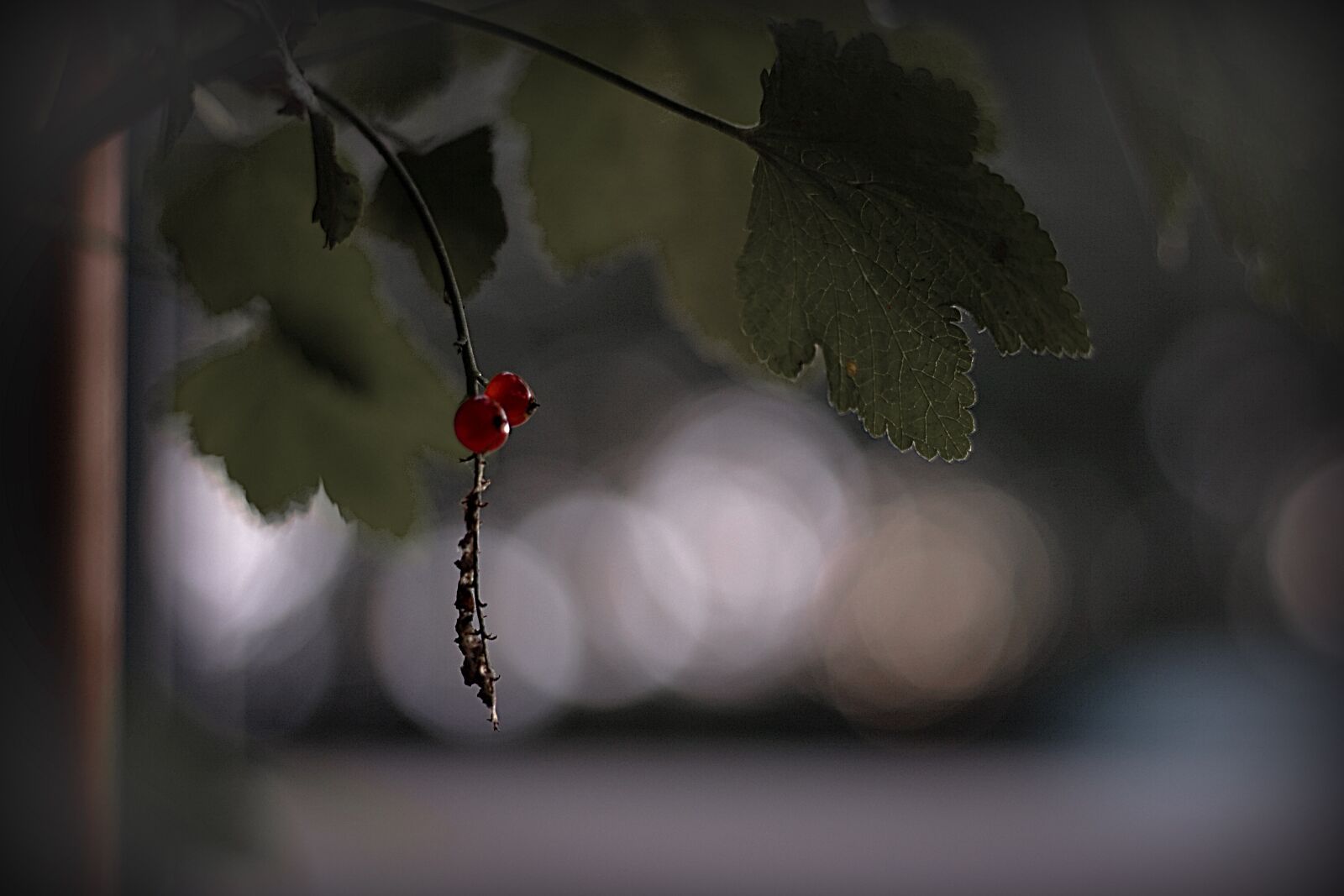 Canon EOS 1000D (EOS Digital Rebel XS / EOS Kiss F) sample photo. Bokeh, atmospheric, nature photography