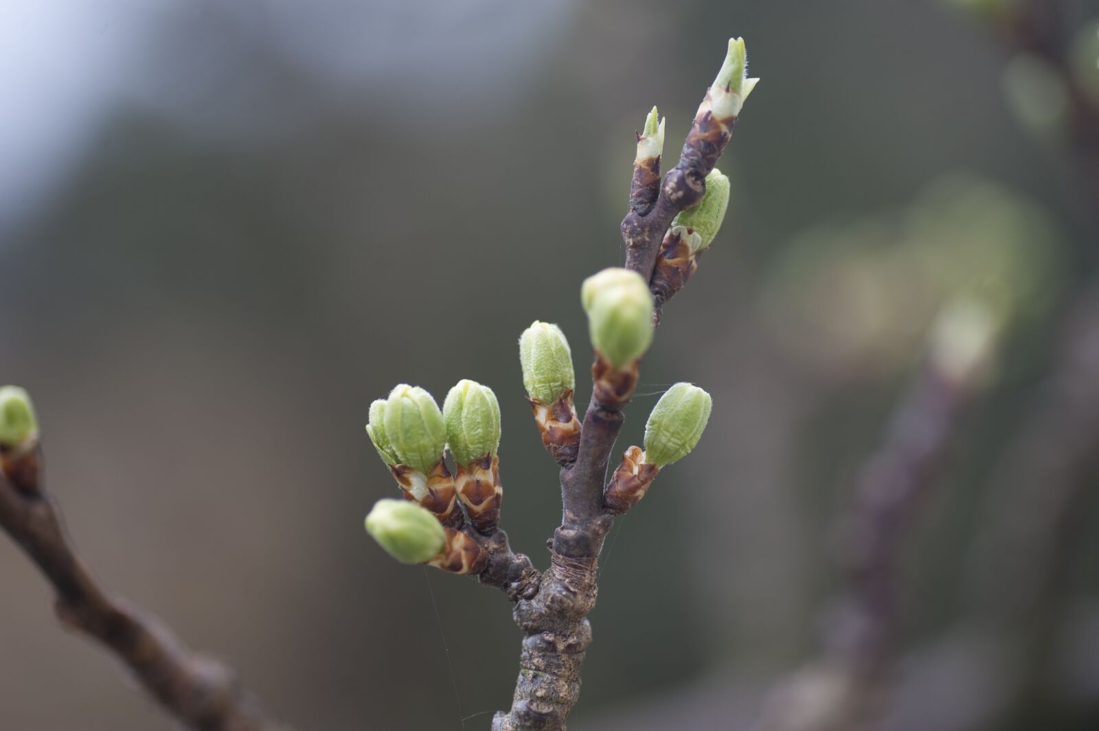 Nikon D700 sample photo. Spring, tree, branch photography