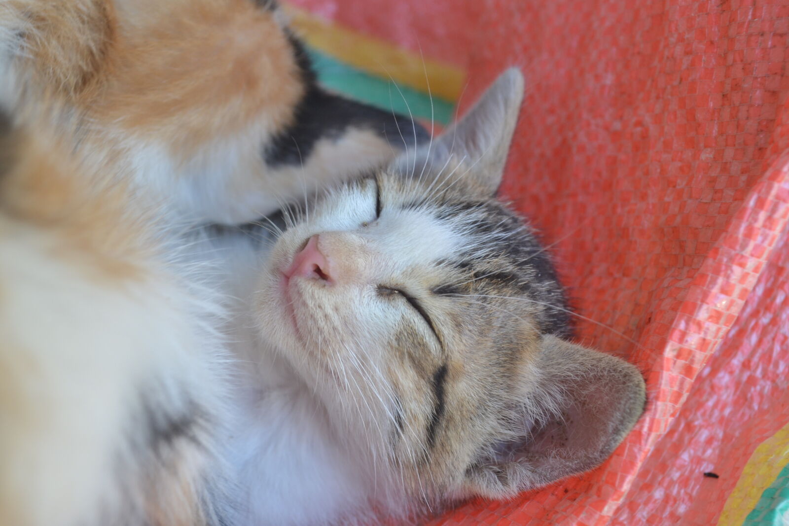 Nikon D3100 sample photo. Cat, face photography