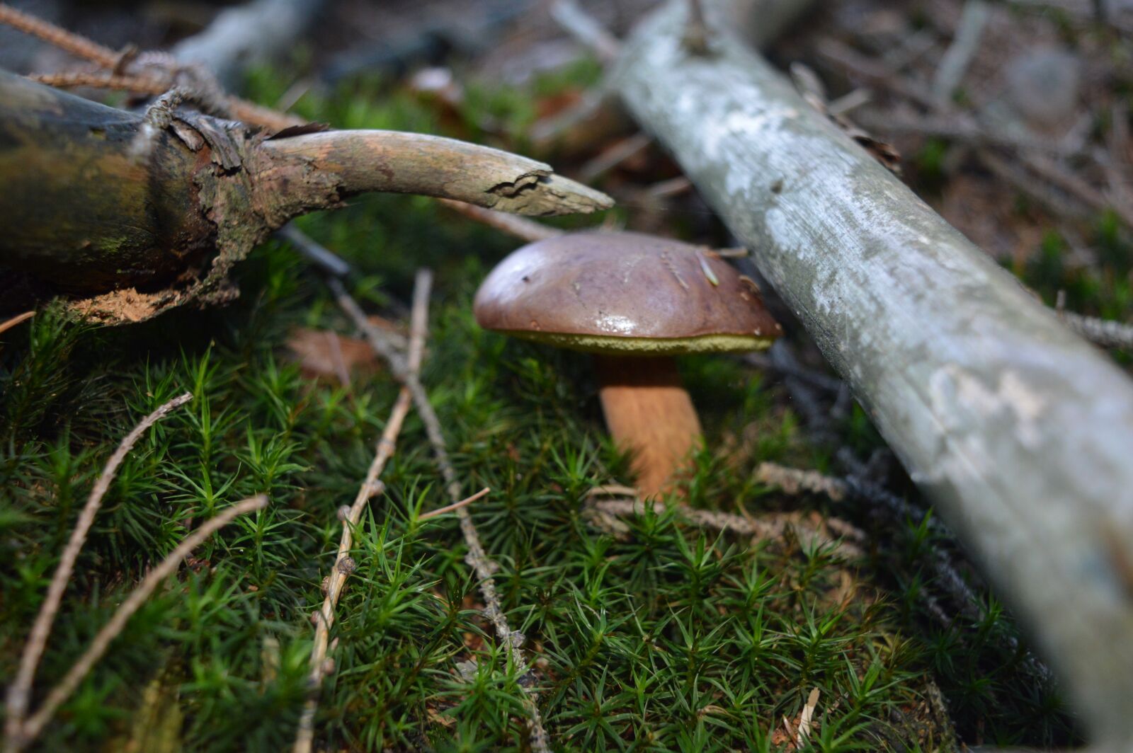 Nikon D3200 sample photo. Mushrooms, forest, autumn photography