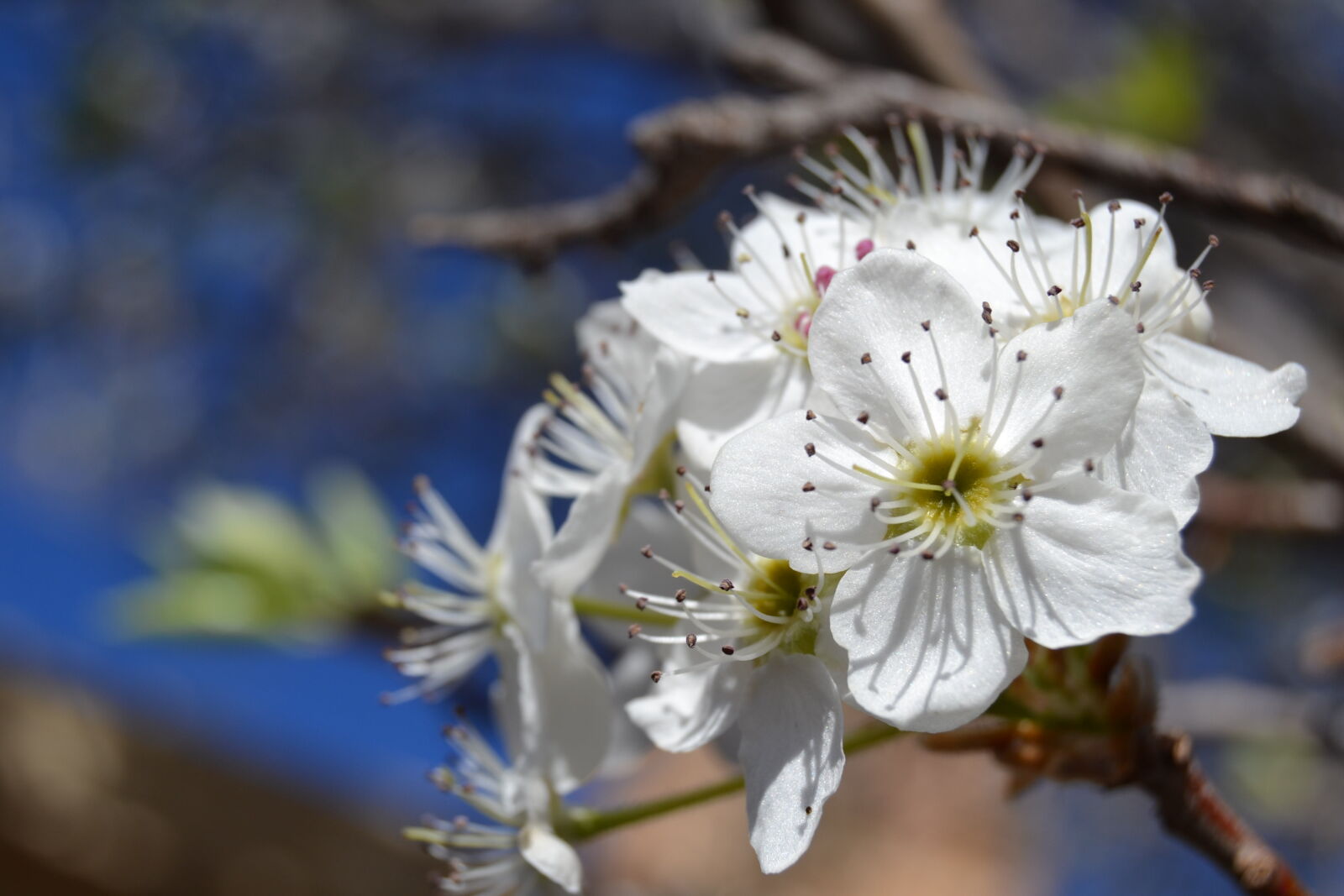 Nikon D3100 sample photo