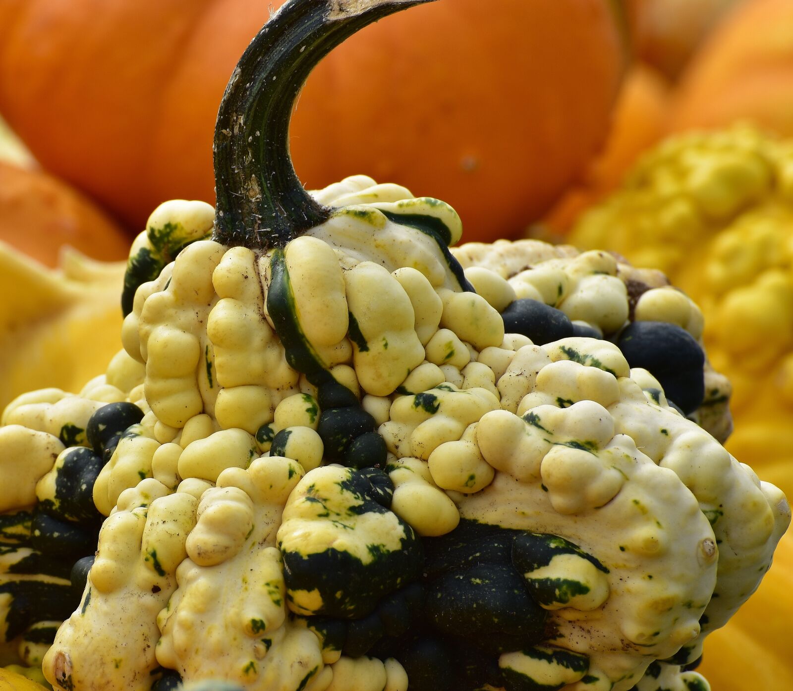 Nikon D7200 sample photo. Pumpkins, autumn, autumn decoration photography
