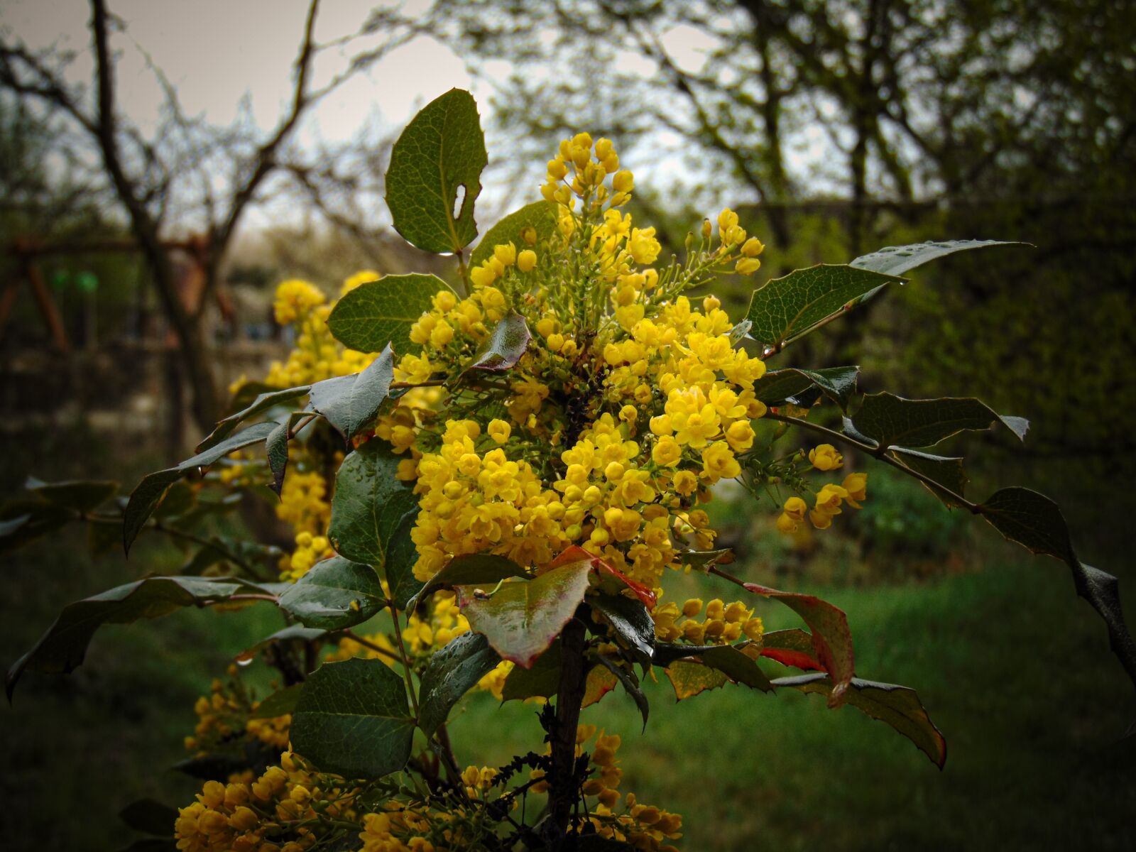 Sony Cyber-shot DSC-H300 sample photo. Year-2020, merchant louis, moss photography