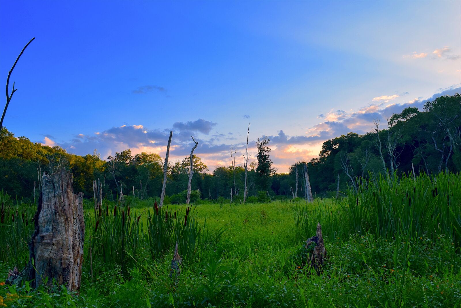 Nikon D3300 sample photo. Field, sunset, trees photography