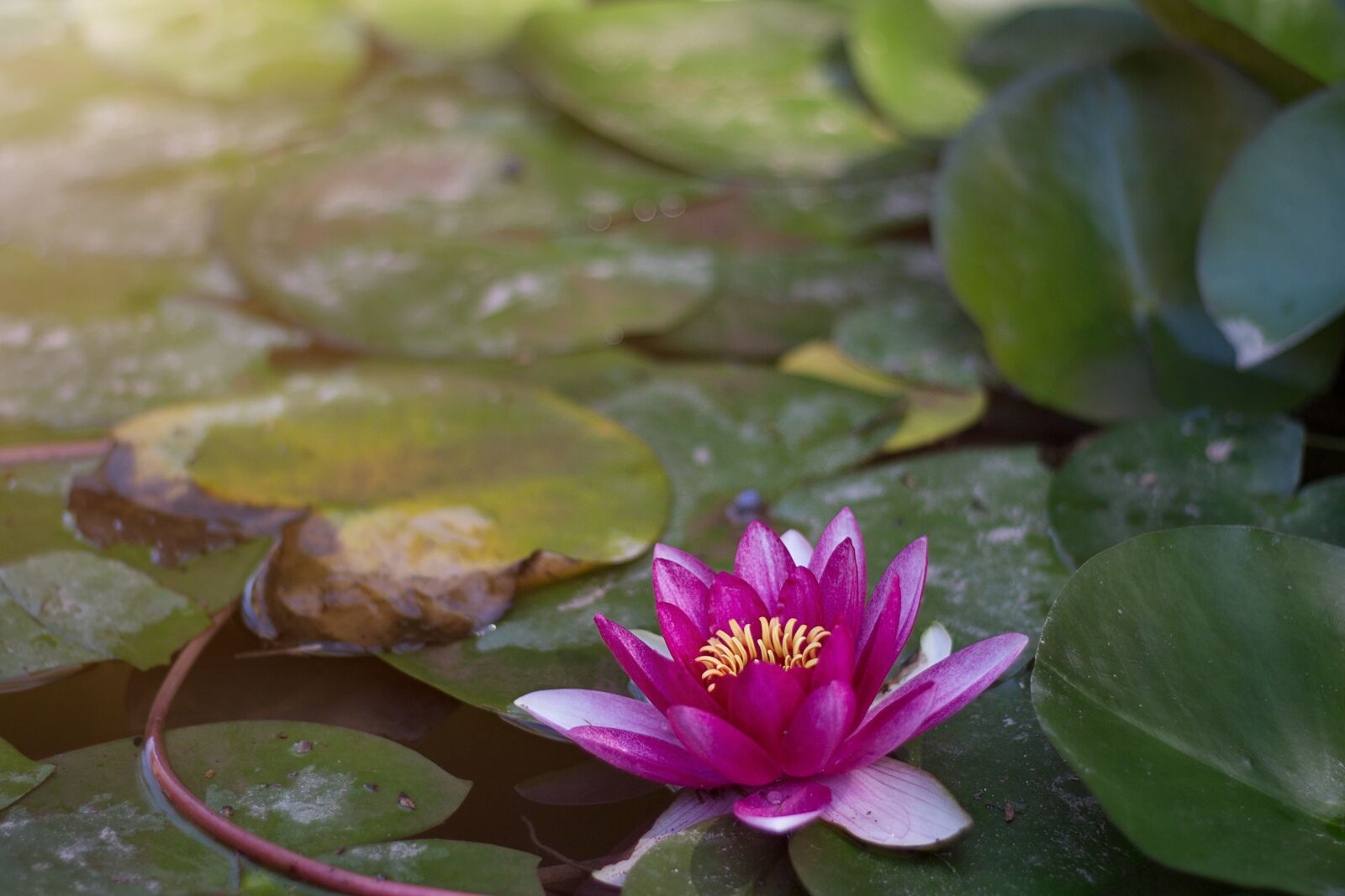 Canon EOS 700D (EOS Rebel T5i / EOS Kiss X7i) + Canon EF 50mm F1.8 II sample photo. Water lily, plant, flower photography