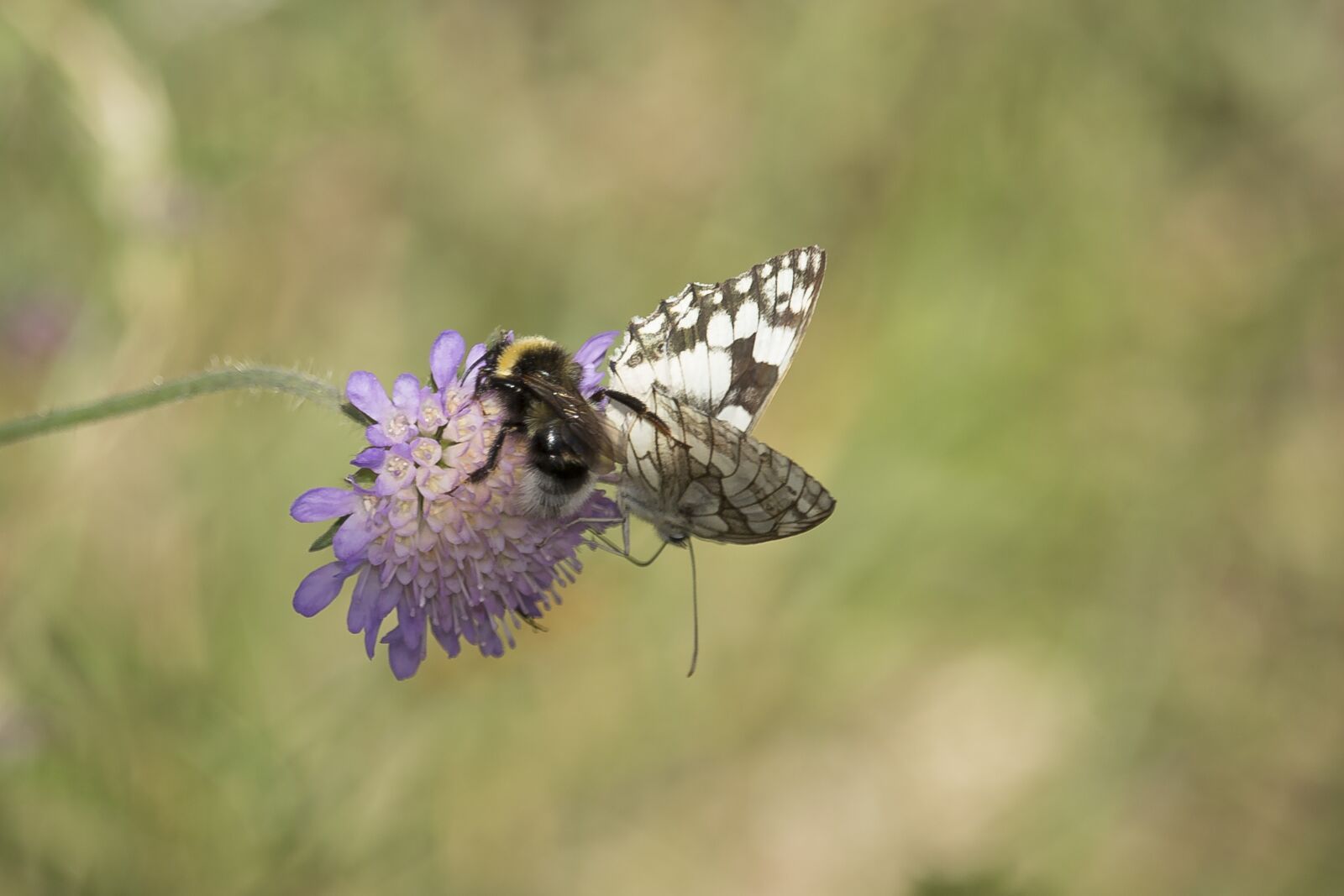 Canon EOS 700D (EOS Rebel T5i / EOS Kiss X7i) sample photo. Butterfly, flower, nature photography