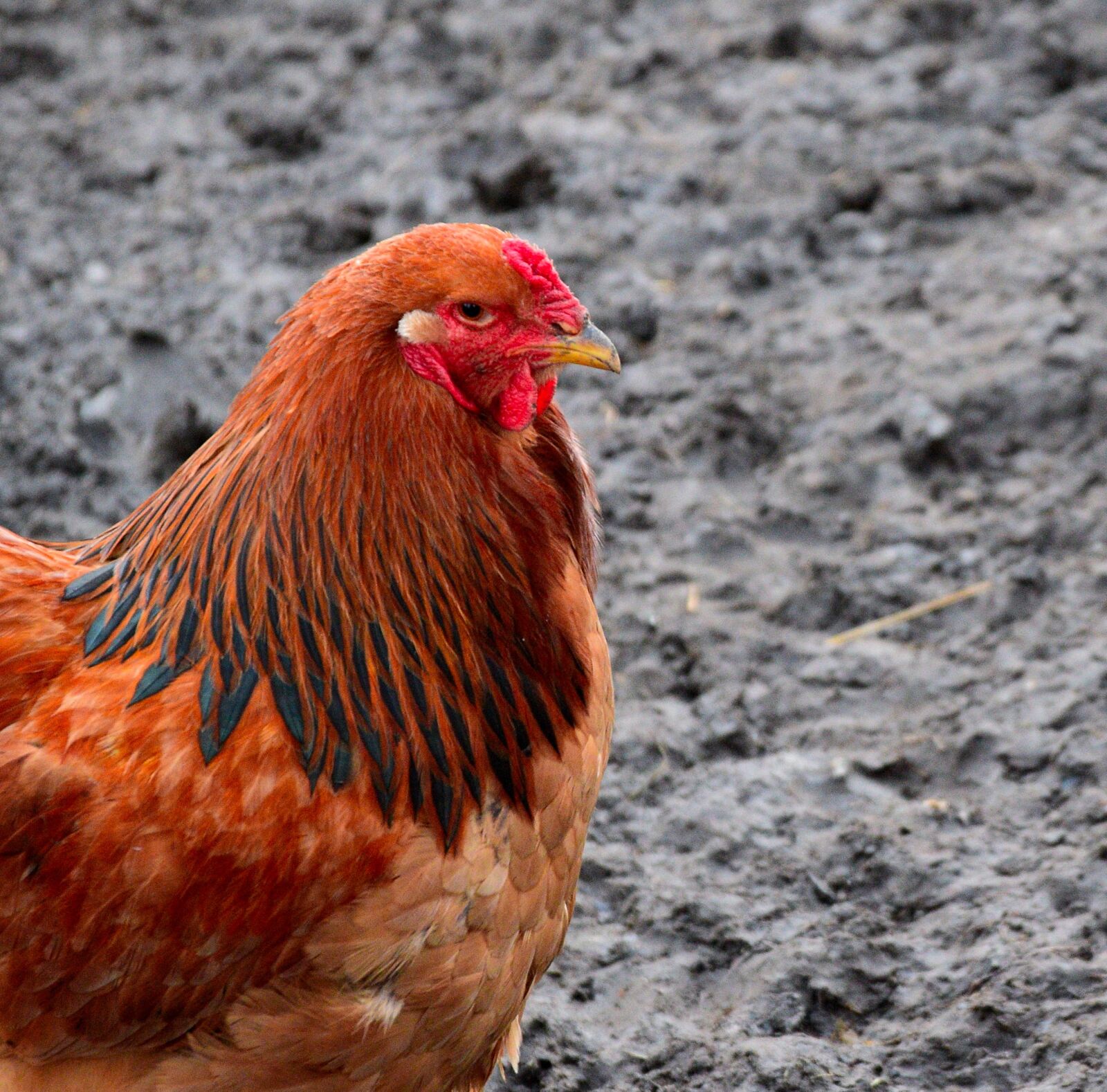 Nikon D3300 sample photo. Birds, poultry, farm photography