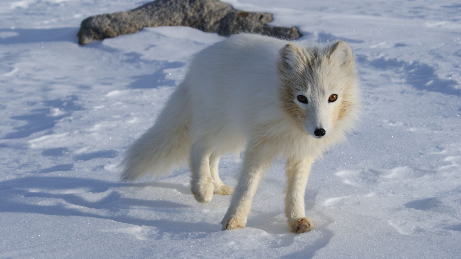 Sony Alpha DSLR-A300 sample photo. Arctic fox, white, fur photography