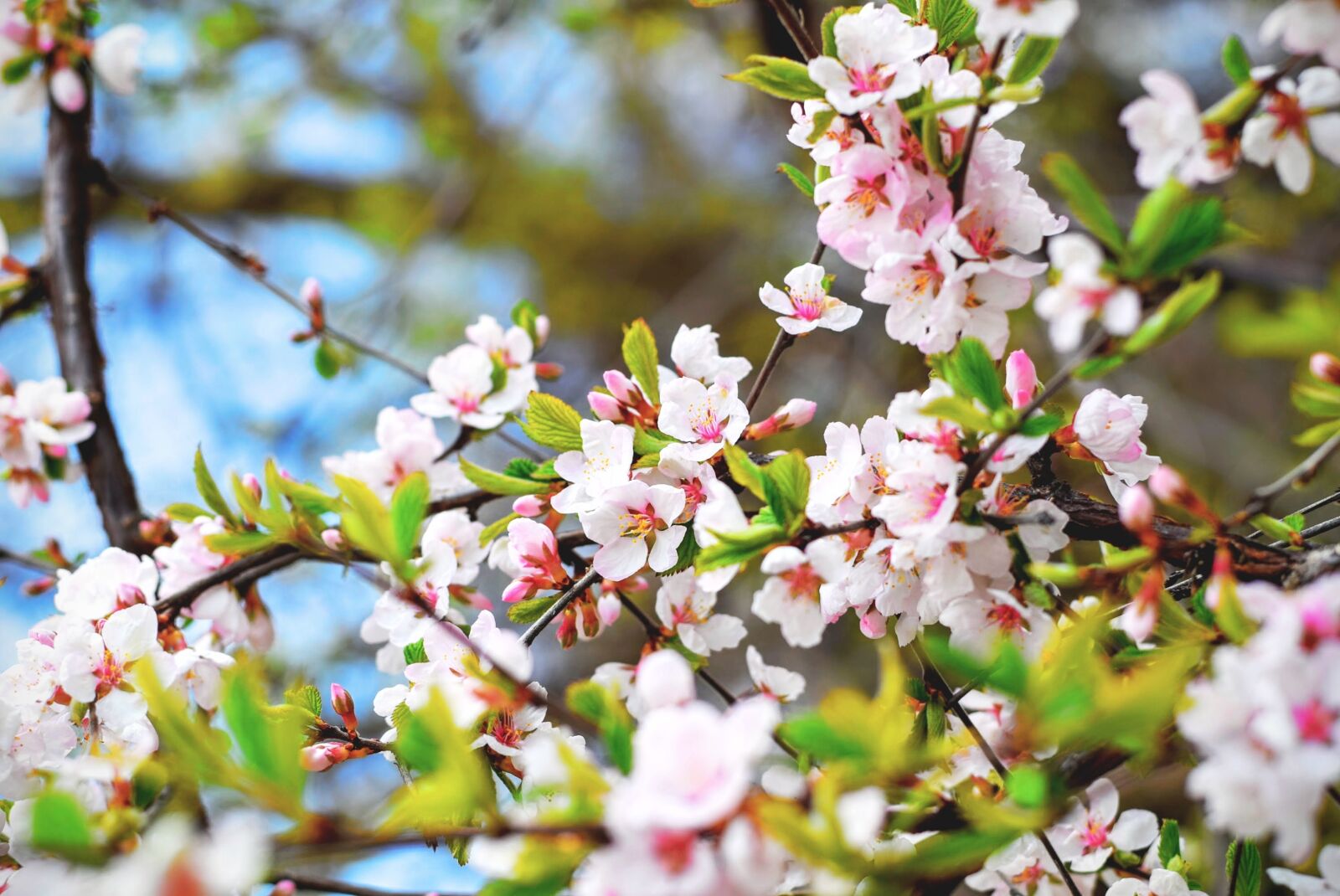 Nikon D3300 sample photo. Bloom, blossom, branch photography