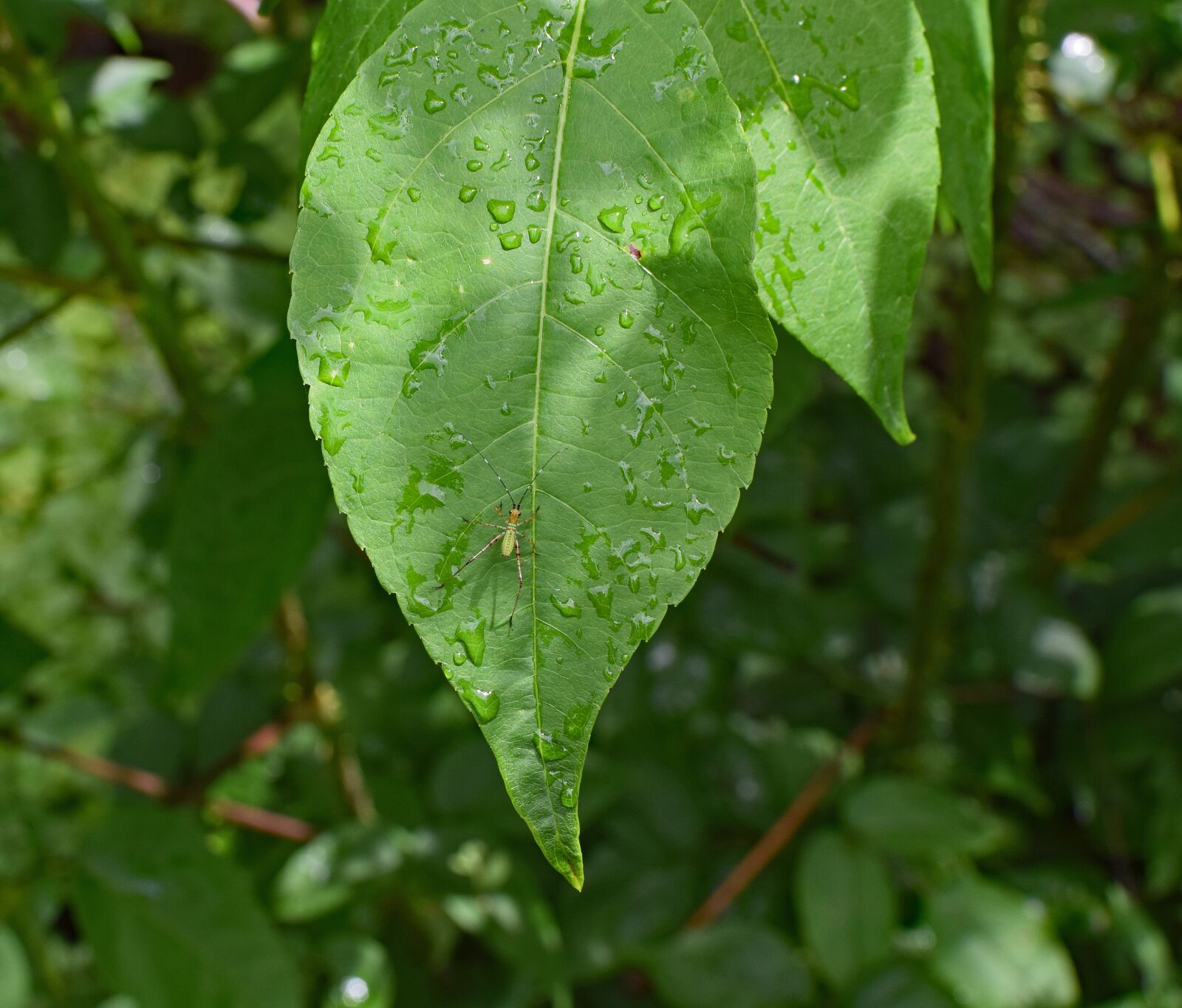 Nikon D3300 sample photo. Katydid nymph on wet photography
