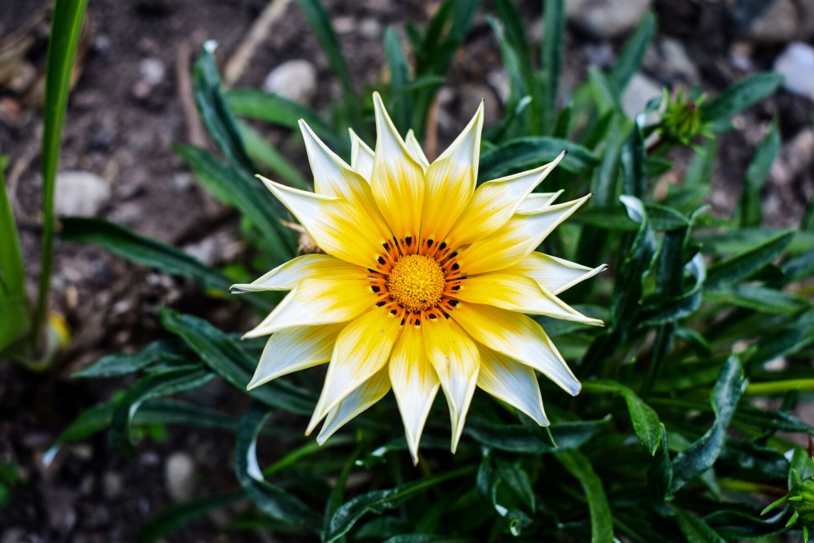 Nikon D3400 sample photo. Nature, plant, leaf photography