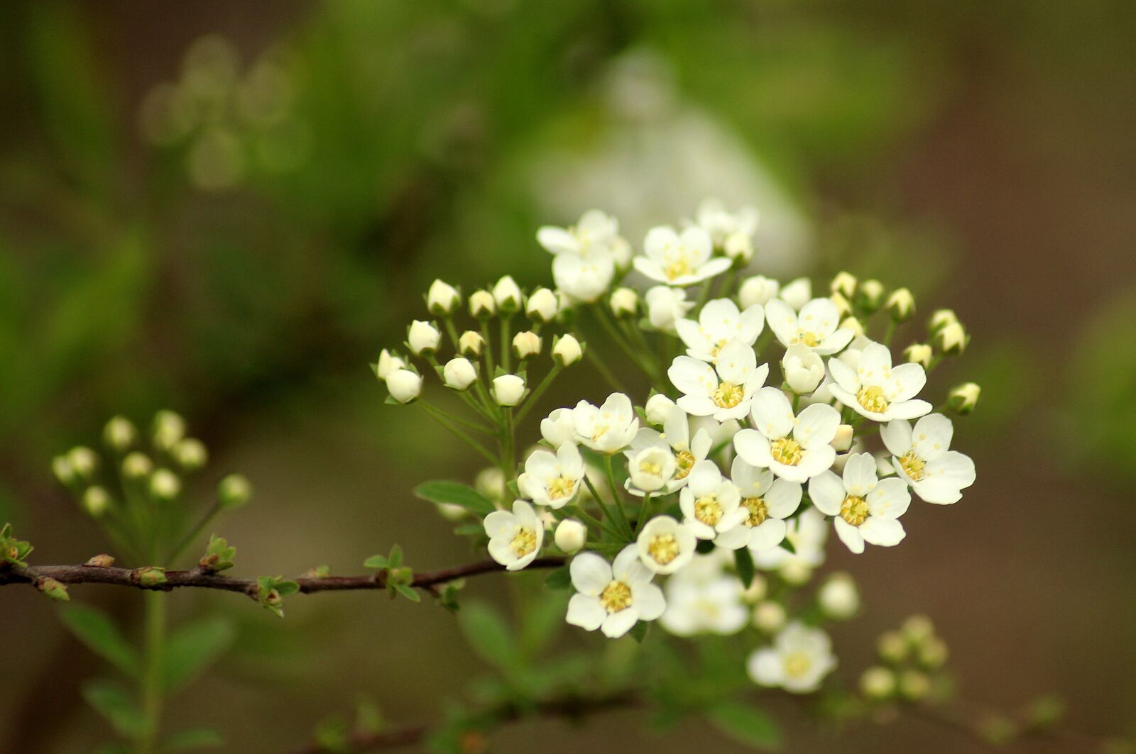 Canon EOS 1200D (EOS Rebel T5 / EOS Kiss X70 / EOS Hi) sample photo. Tawu a, bush, ornamental photography