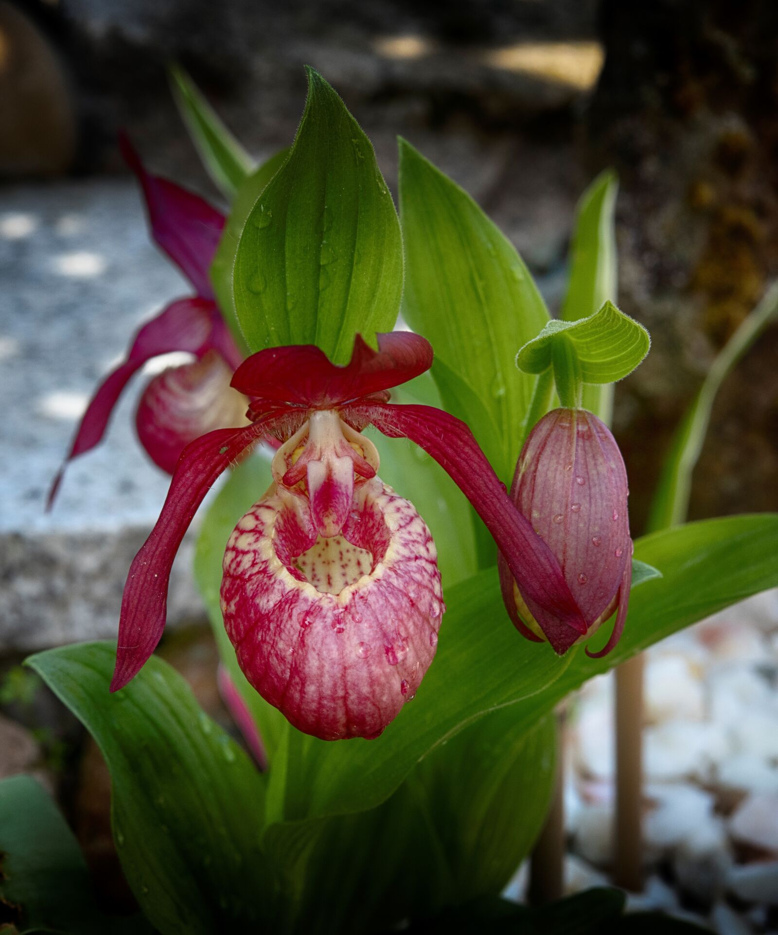 Nikon D850 sample photo. Frauenschuh, orchid, blossom photography