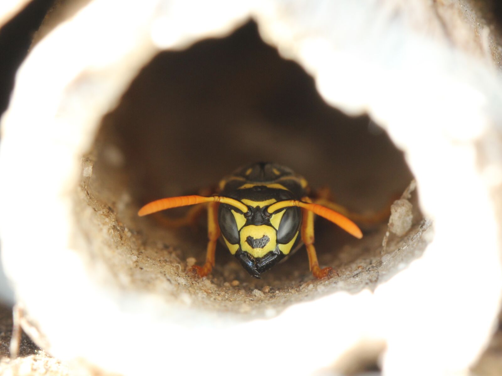 Canon EOS 60D sample photo. Wasp, insect hotel, insect photography