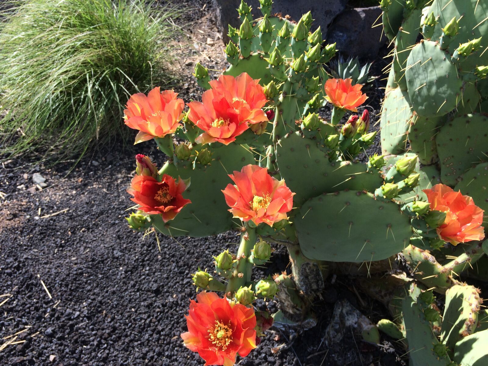iPhone 5s back camera 4.15mm f/2.2 sample photo. Cactus, blossom, arizona photography
