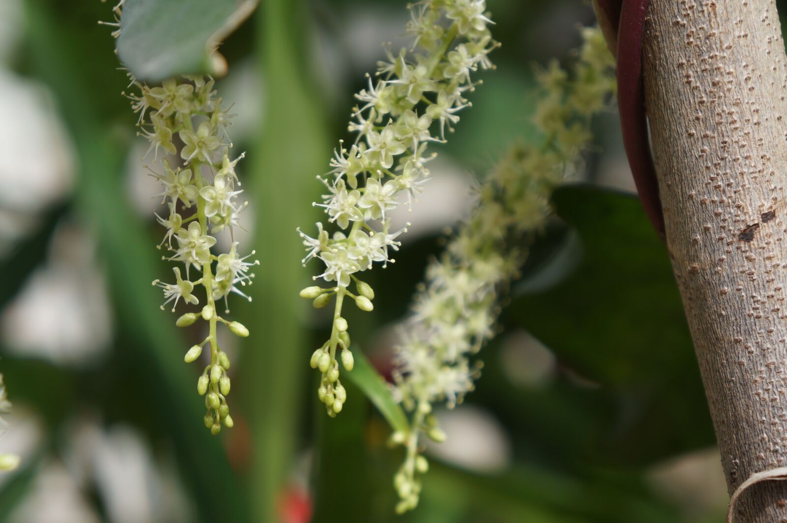 Sony Alpha NEX-5N sample photo. Flower, natural, green photography