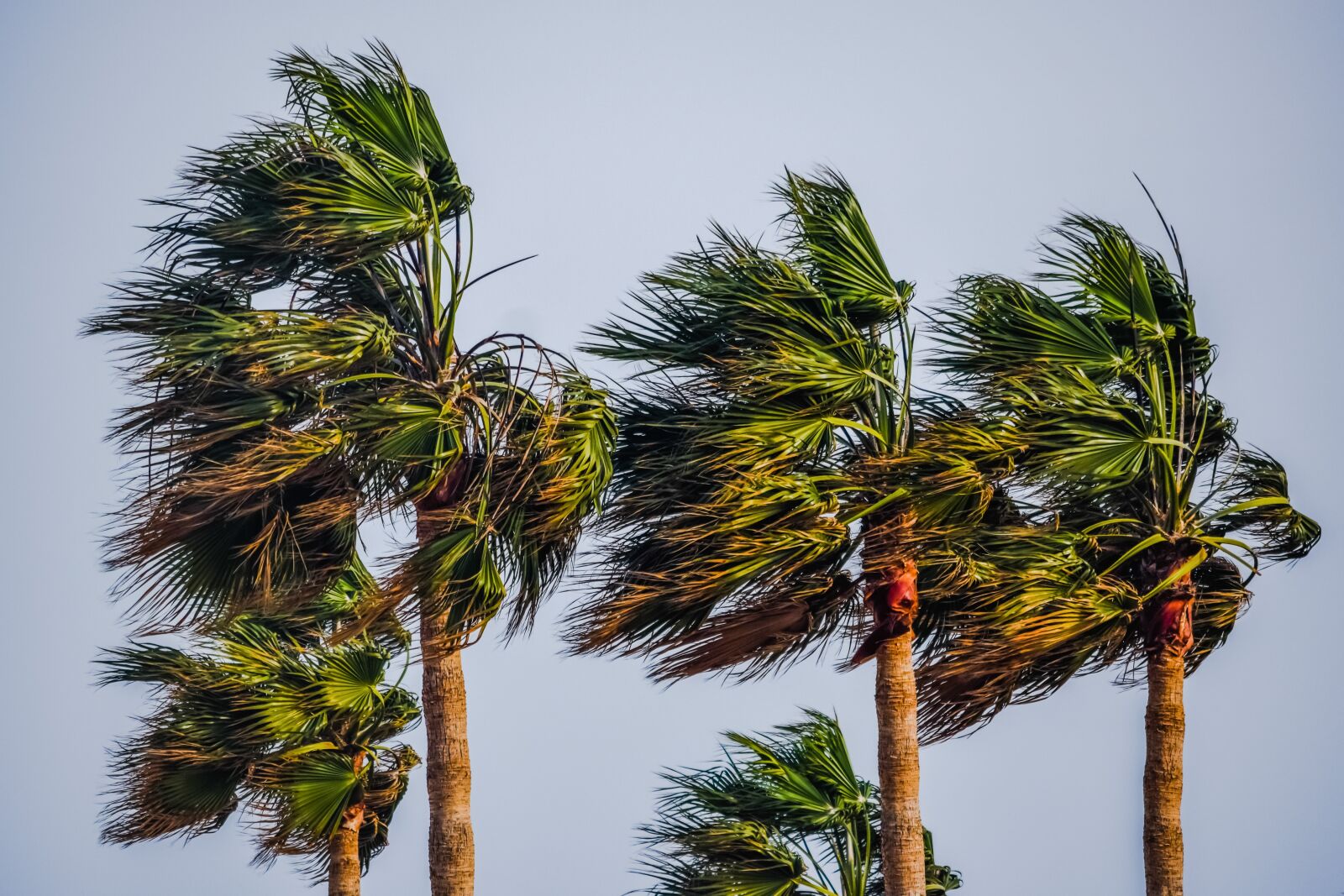 Nikon D3300 sample photo. Tree, palm, tropical photography