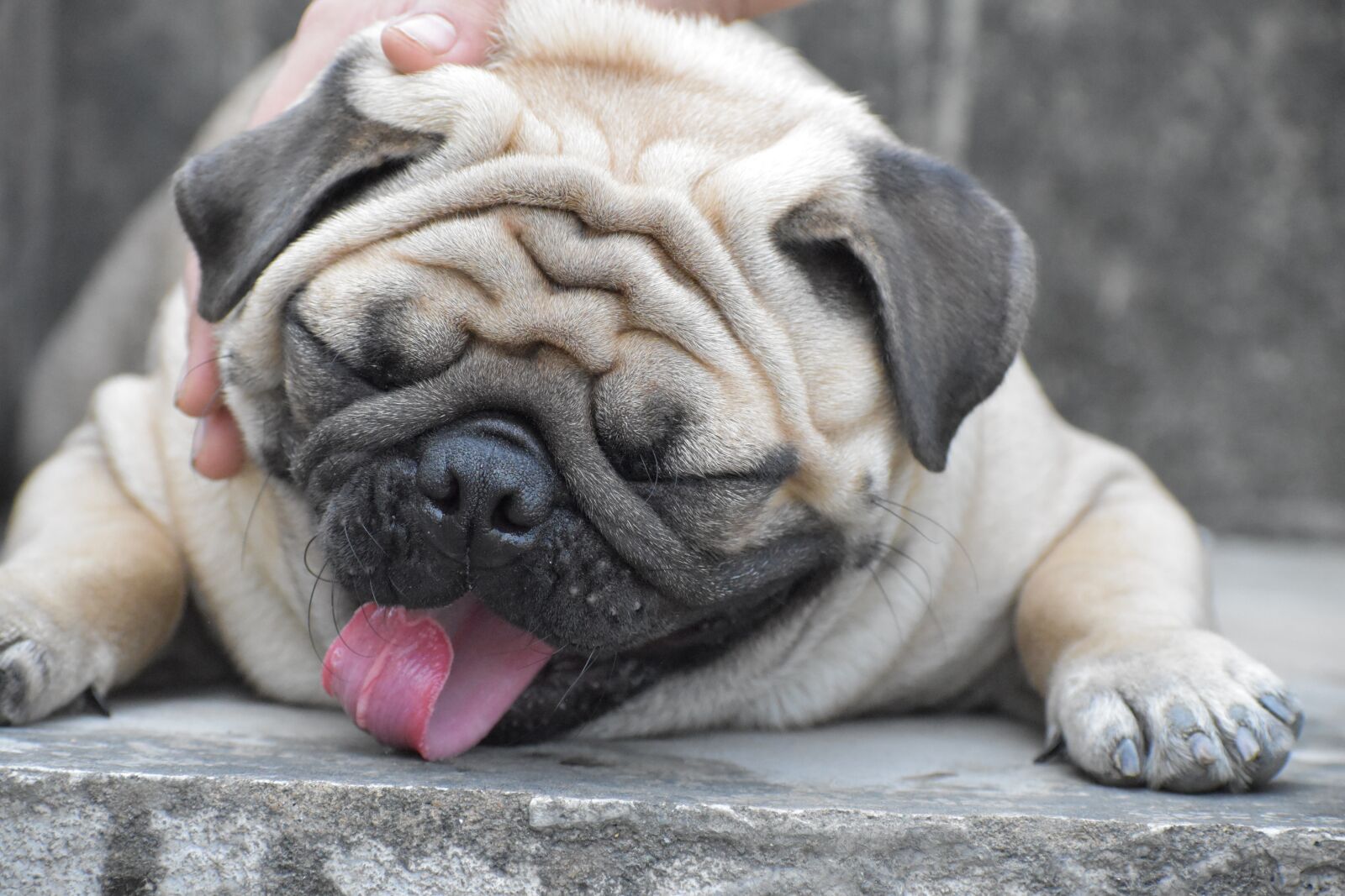 Nikon D5600 sample photo. Funny, pug, tongue twister photography