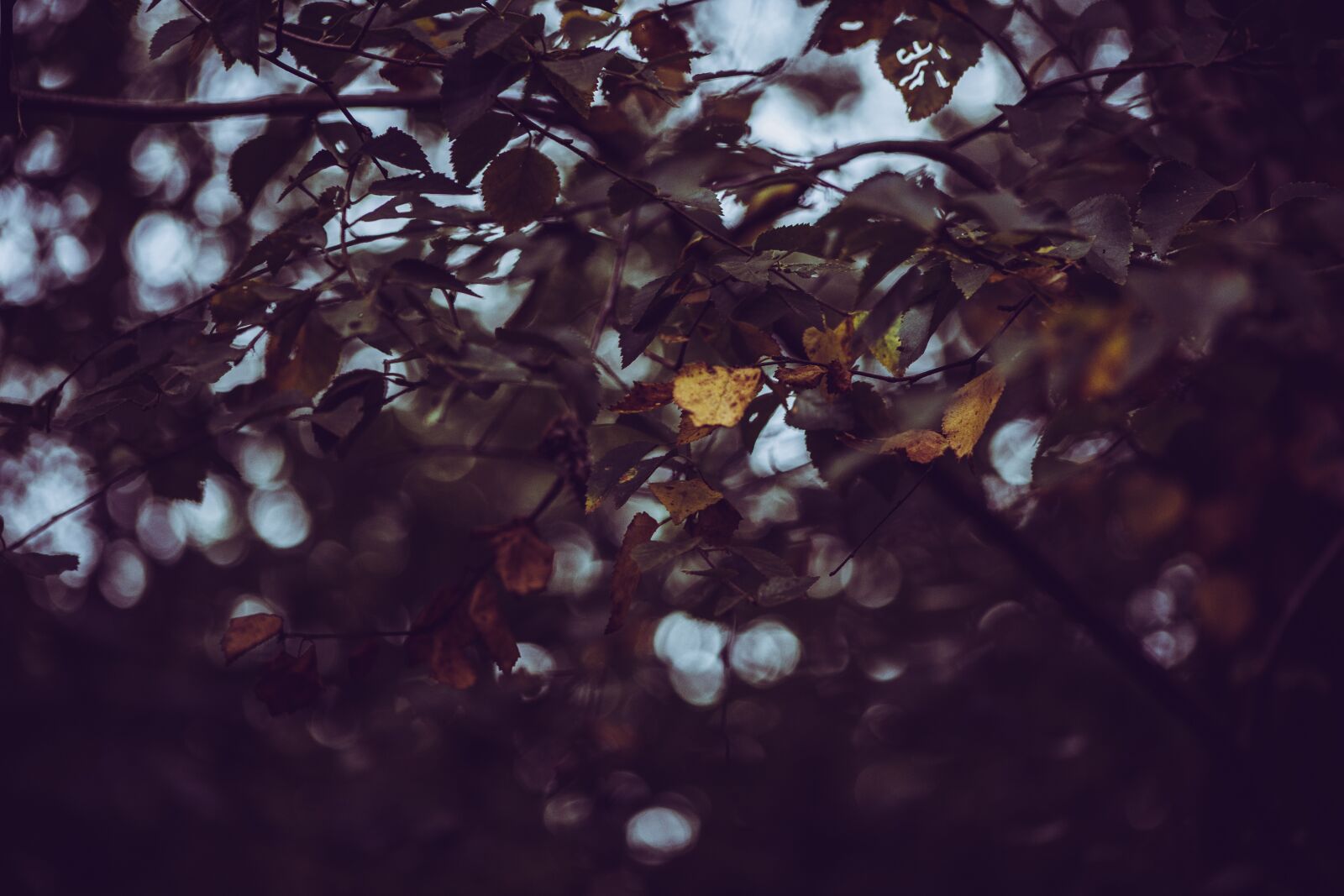 Canon EOS 6D + Canon EF 75-300mm f/4-5.6 sample photo. Autumn, leaves, seasonal photography