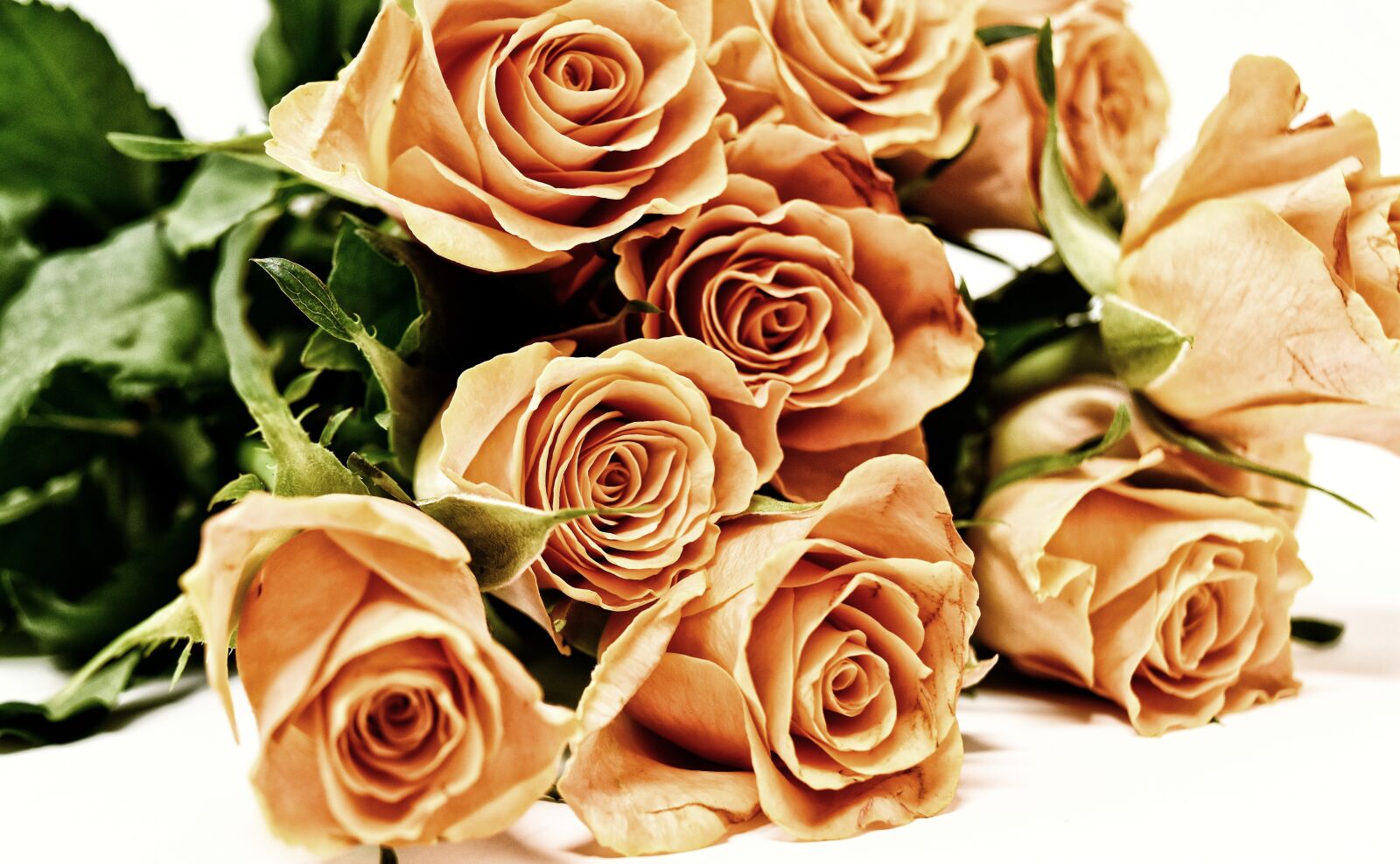 Nikon D7200 sample photo. Roses, flowers, blossom photography