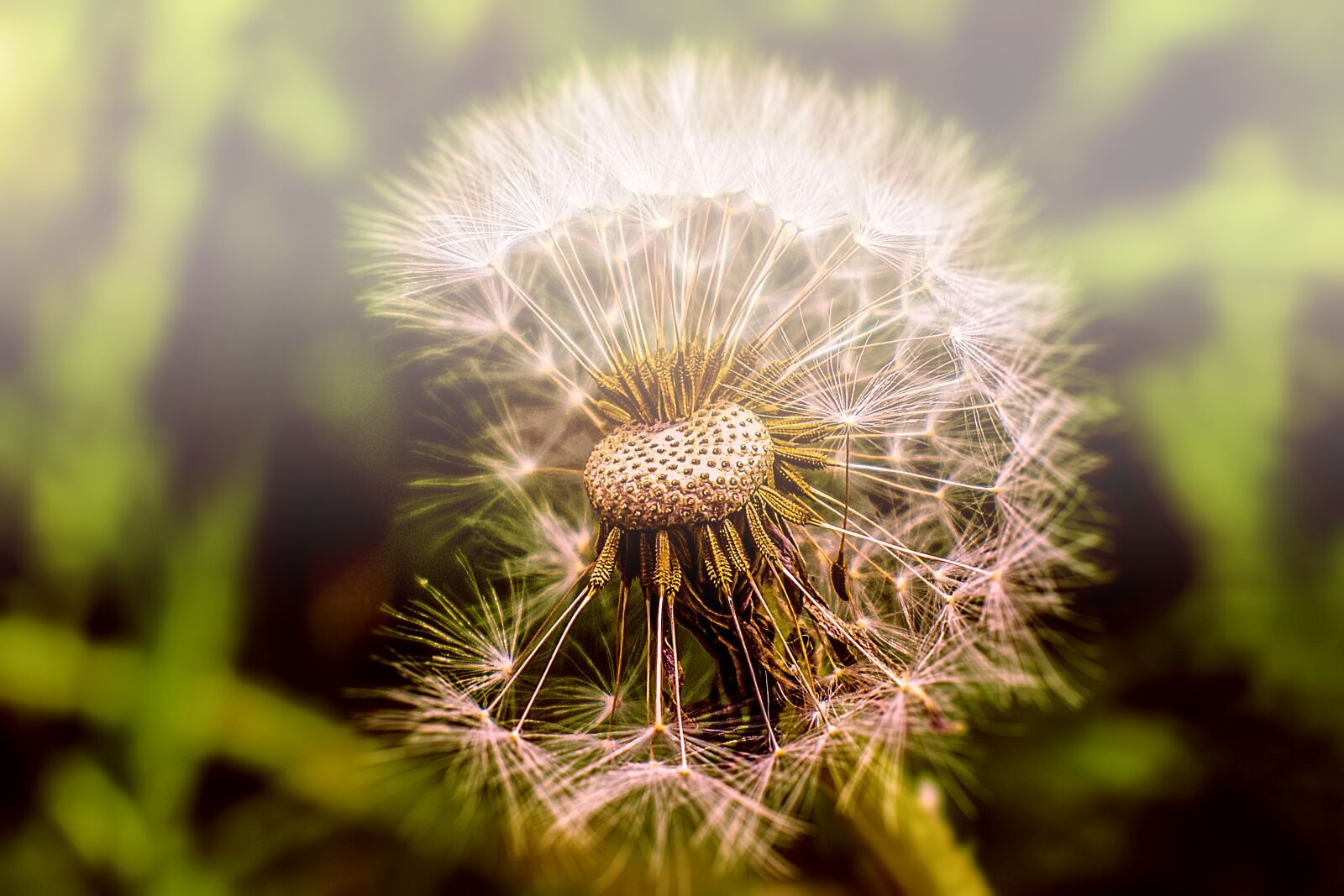 Nikon D3400 sample photo. Dandelion, flower, nature photography