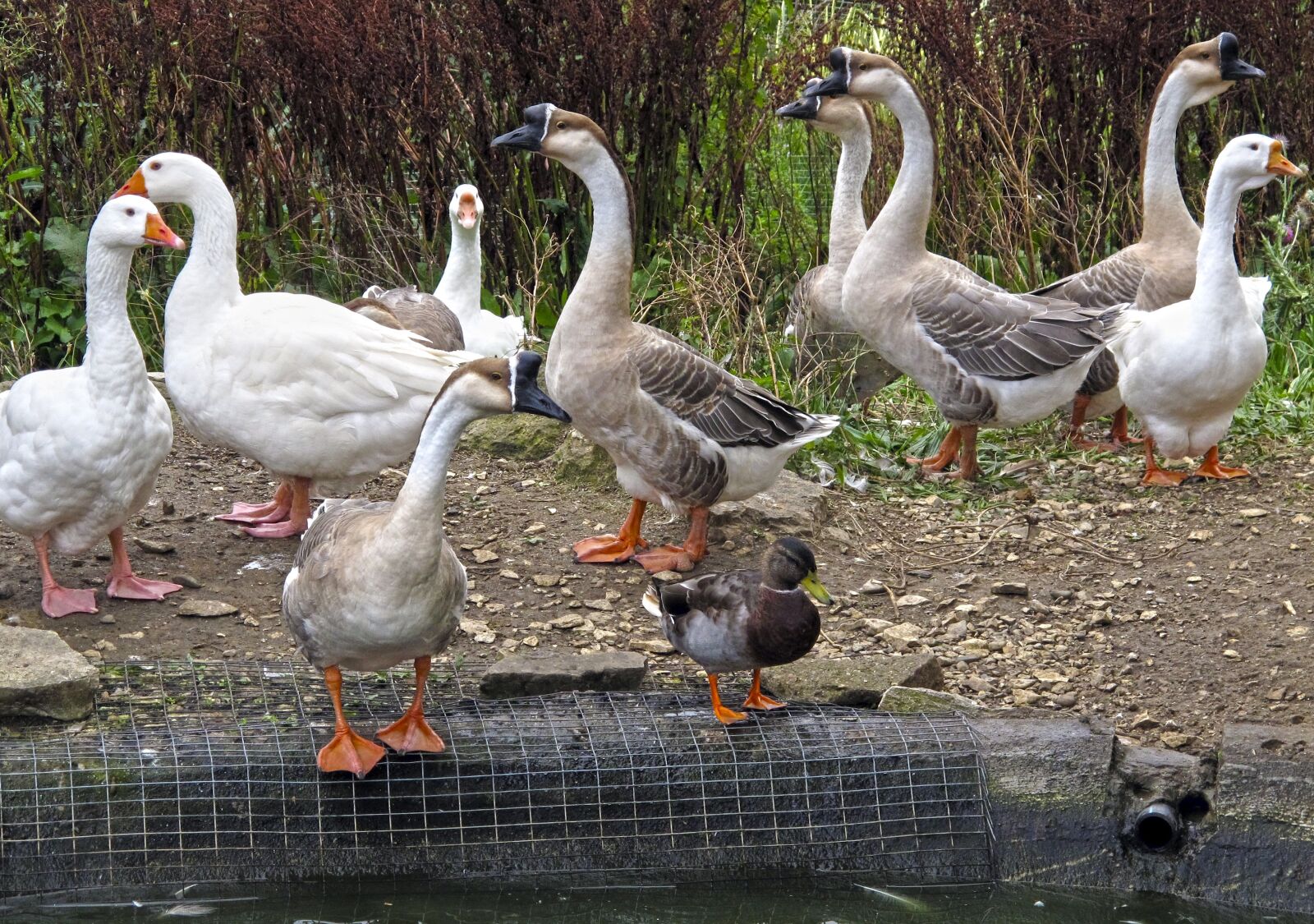 Canon PowerShot G12 sample photo. Goose, geese, duck photography