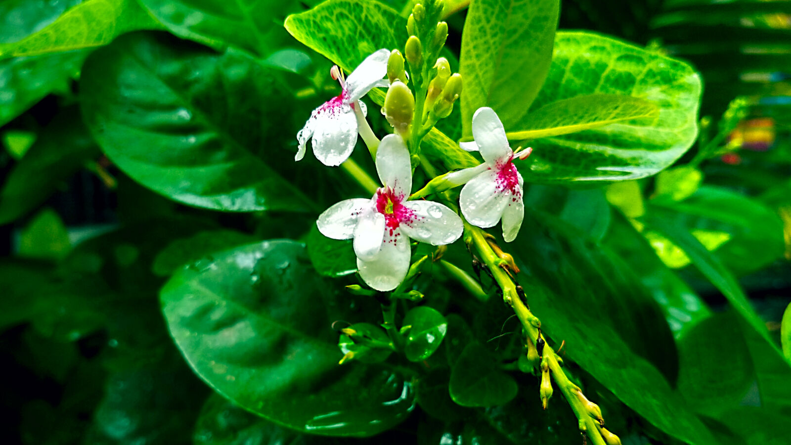 Xiaomi Redmi 4X sample photo. Adobe, photoshop, beautiful, flowers photography